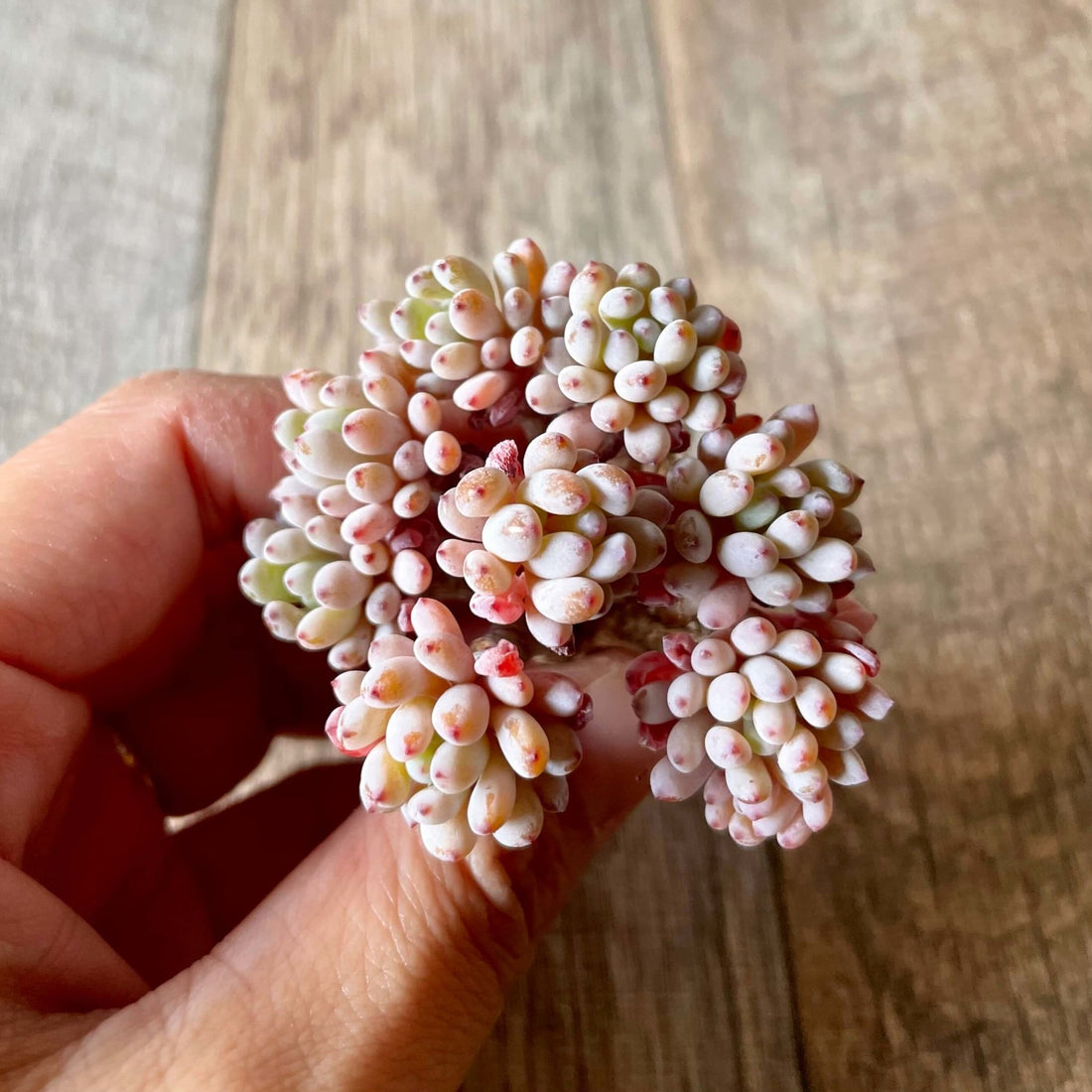 ブルービーン Bluebean - 多肉植物の通販 tawawa