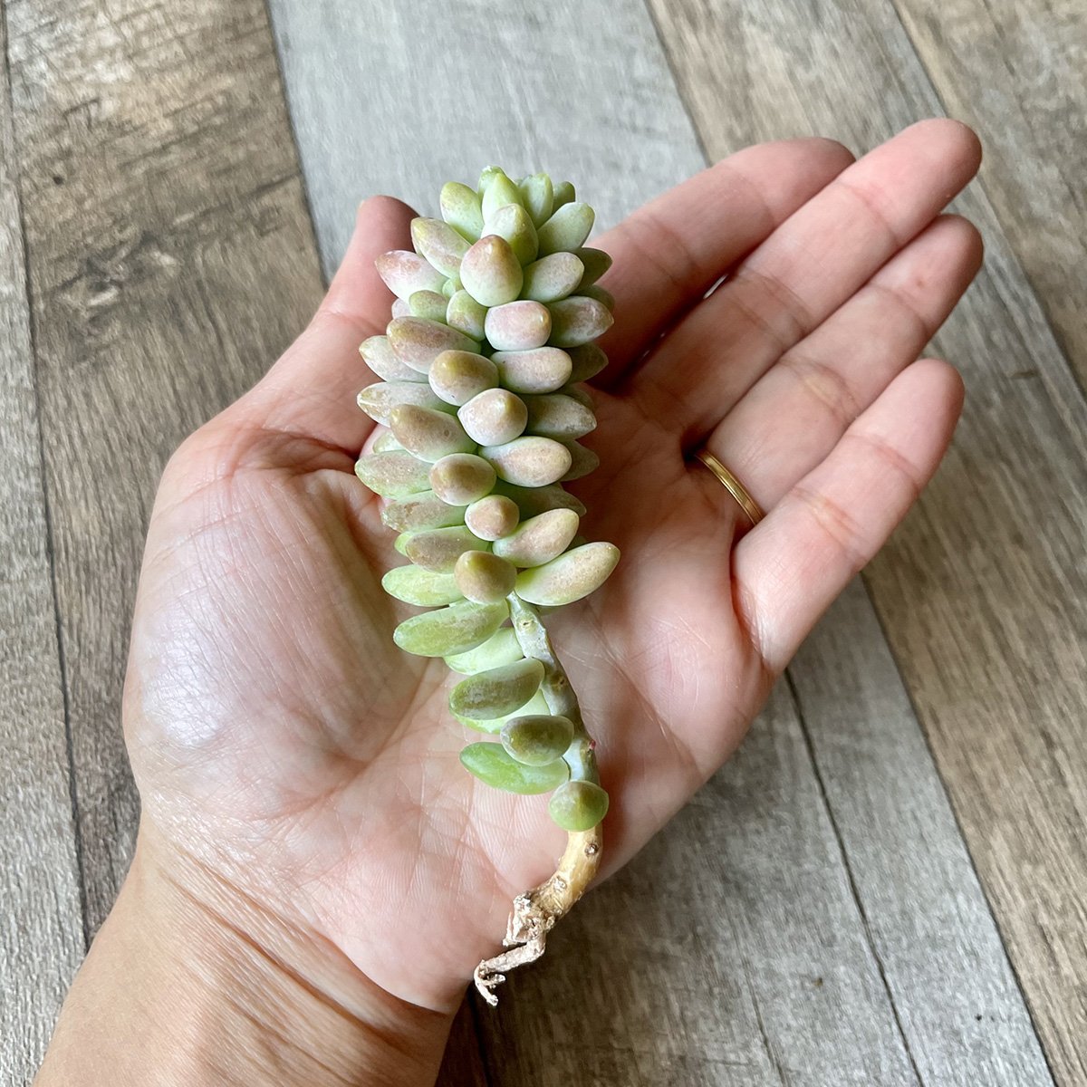 ビアホップ Burrito - 多肉植物の通販 tawawa