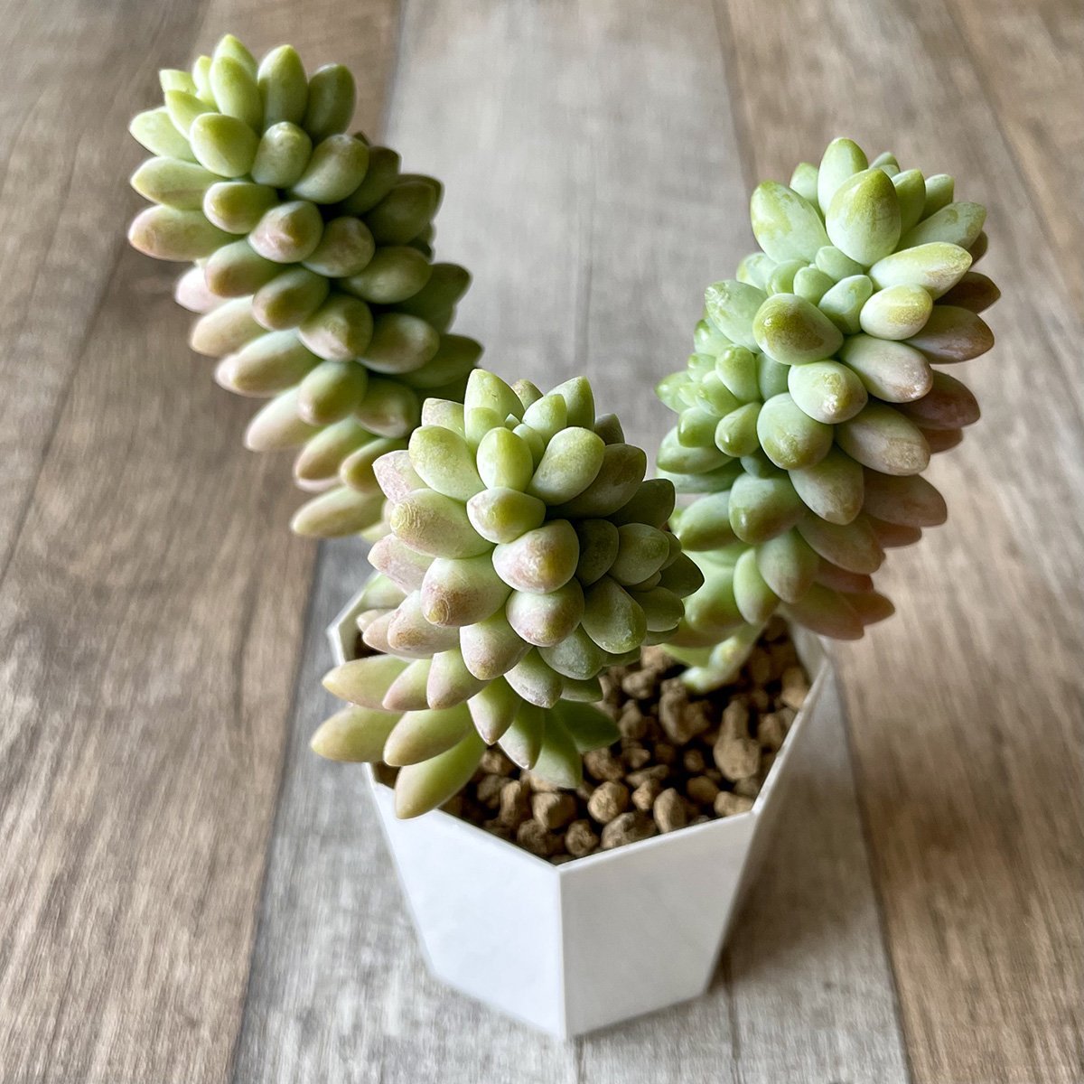 ビアホップ Burrito - 多肉植物の通販 tawawa