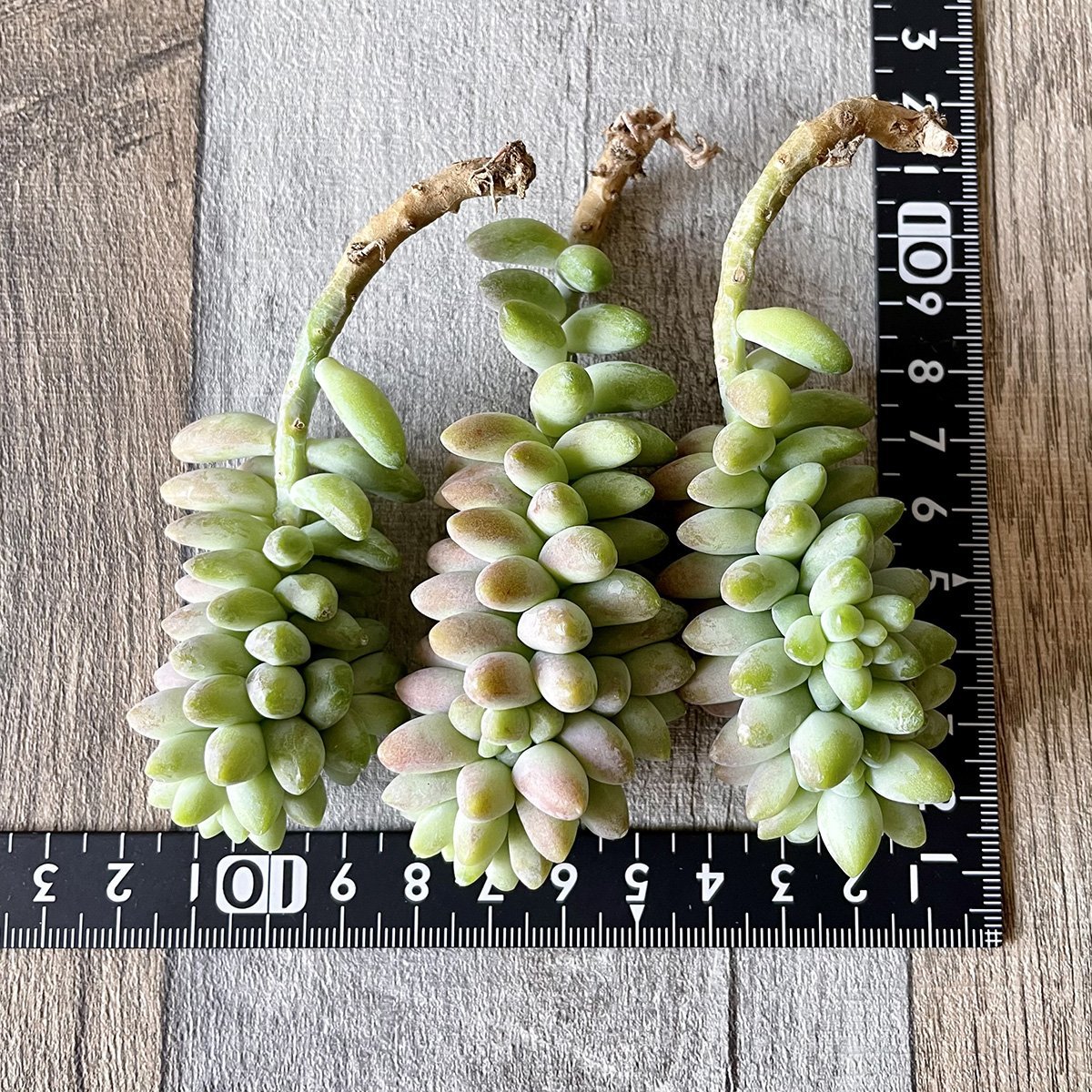 ビアホップ Burrito - 多肉植物の通販 tawawa