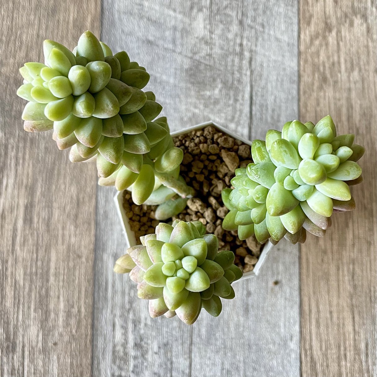 ビアホップ Burrito - 多肉植物の通販 tawawa