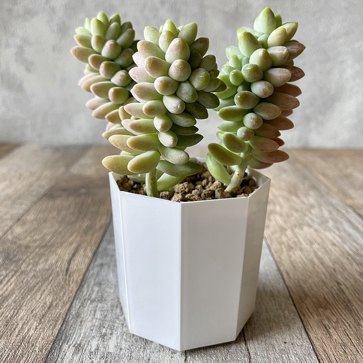 ビアホップ Burrito - 多肉植物の通販 tawawa