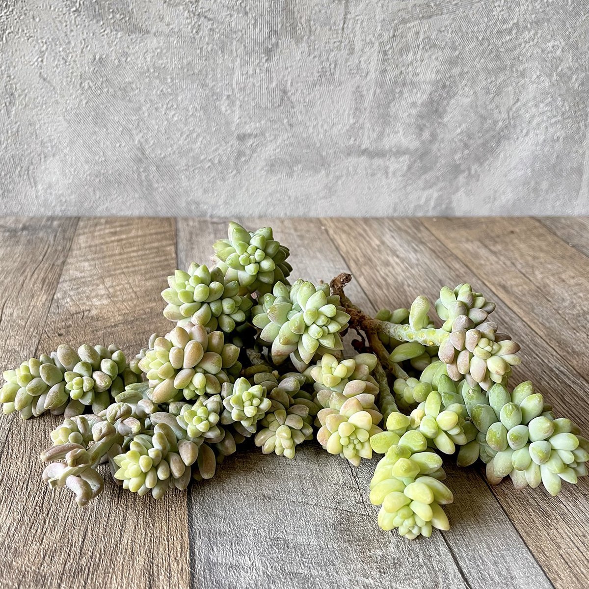 ビアホップ Burrito - 多肉植物の通販 tawawa