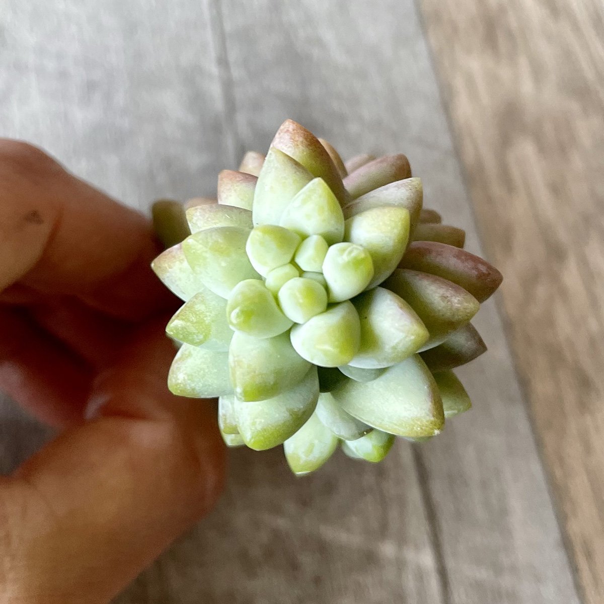 ビアホップ Burrito - 多肉植物の通販 tawawa