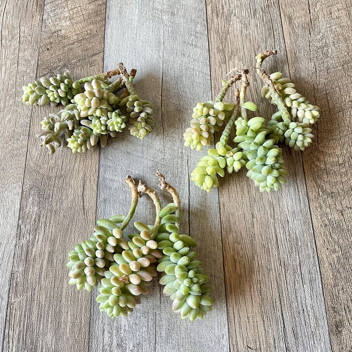 ビアホップ Burrito - 多肉植物の通販 tawawa