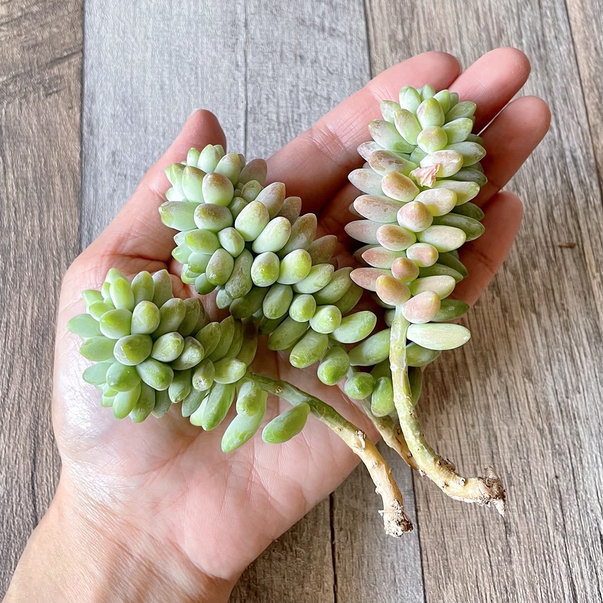 ビアホップ Burrito - 多肉植物の通販 tawawa