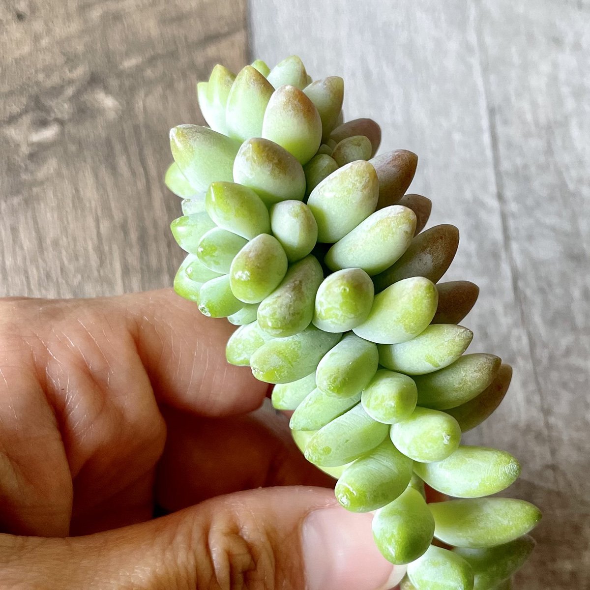 ビアホップ Burrito - 多肉植物の通販 tawawa