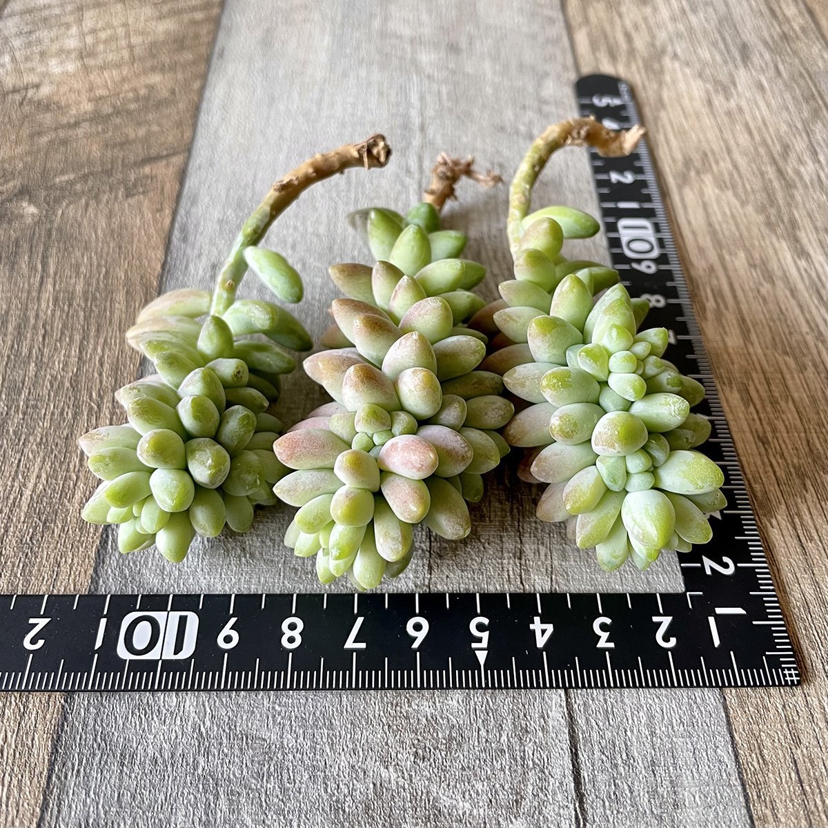 ビアホップ Burrito - 多肉植物の通販 tawawa