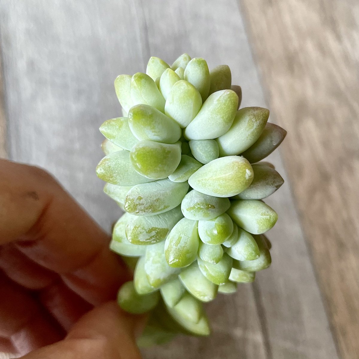 ビアホップ Burrito - 多肉植物の通販 tawawa