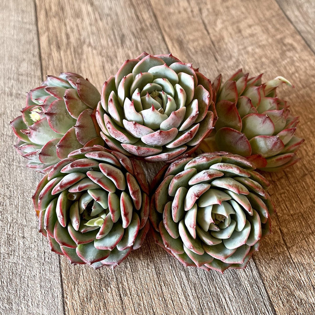 *新入荷* セシボン② Cesibon - 多肉植物の通販・販売サイト tawawa