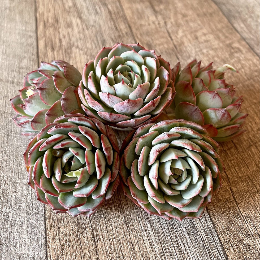 *新入荷* セシボン② Cesibon - 多肉植物の通販・販売サイト tawawa