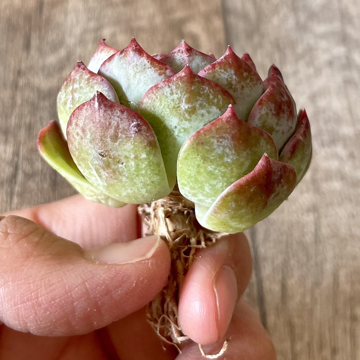 *新入荷* セシボン Cesibong - 多肉植物の通販・販売サイト tawawa