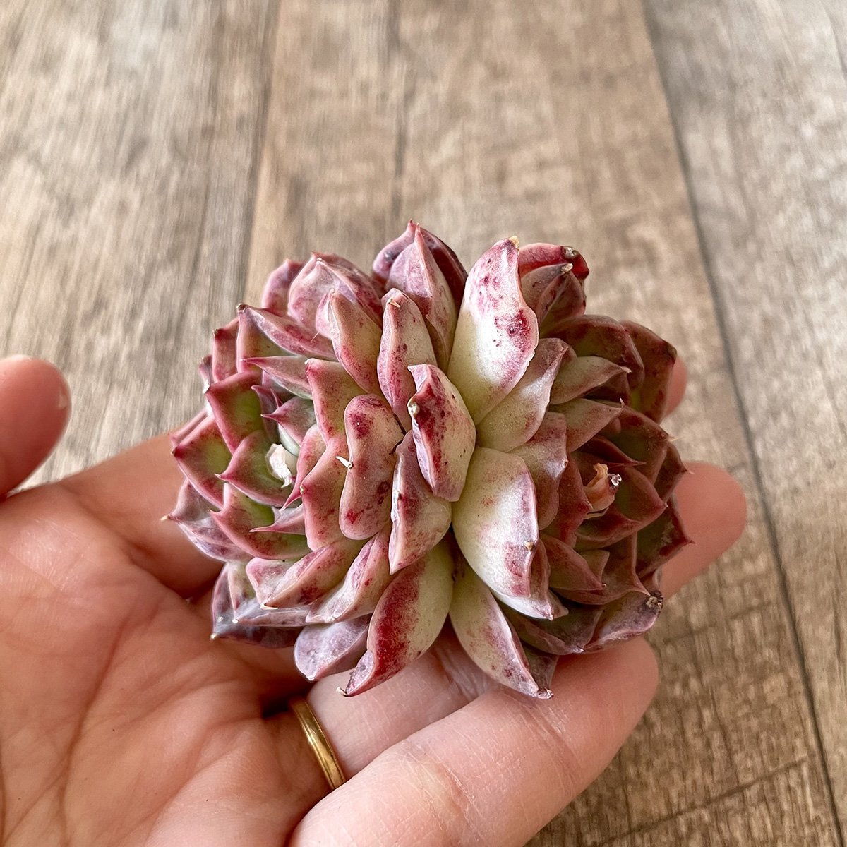 *新入荷* チョンハ Cheongha - 多肉植物の通販・販売サイト tawawa