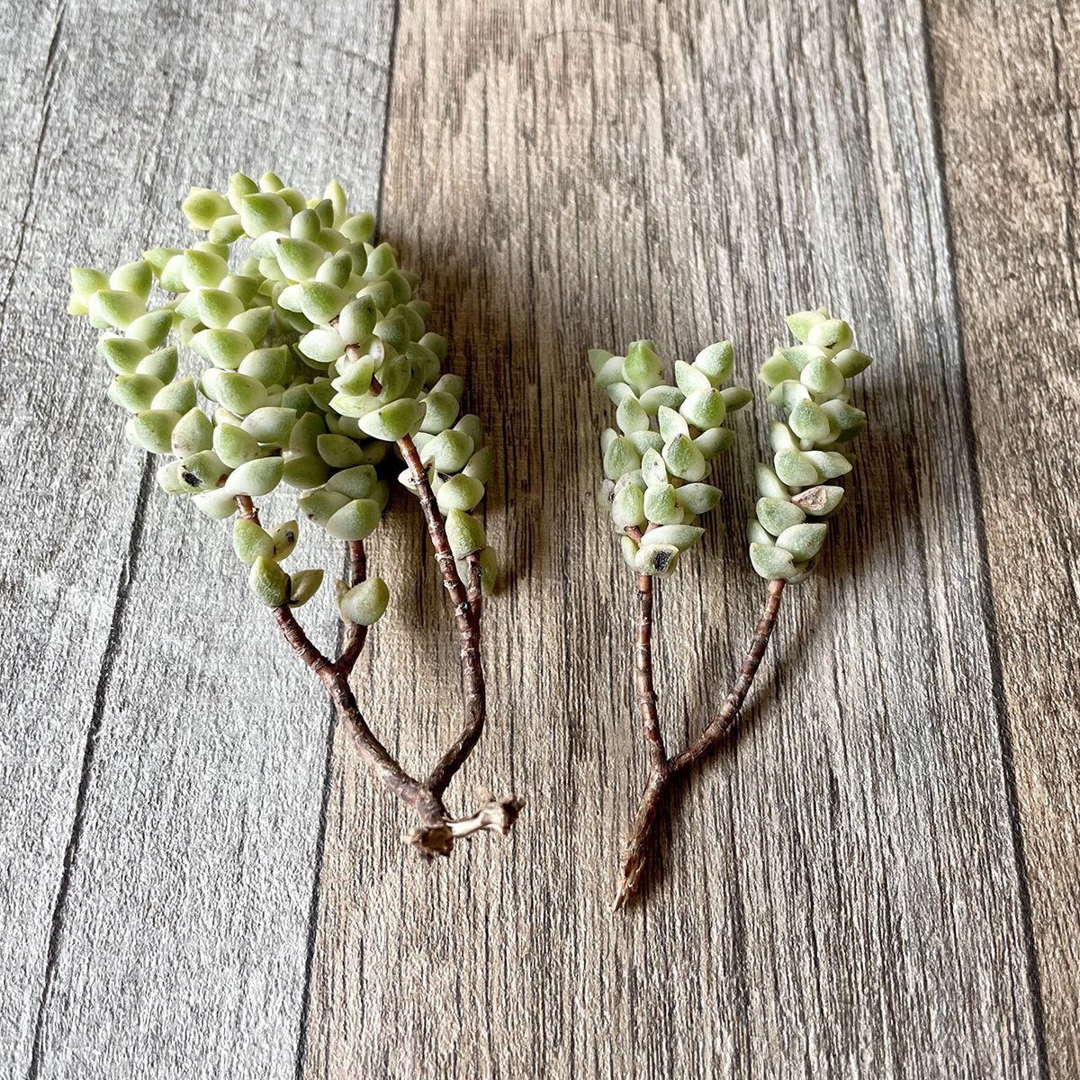 ヒソン金(パステル)Crassula-Heesun-Variegated - 多肉植物の通販 tawawa