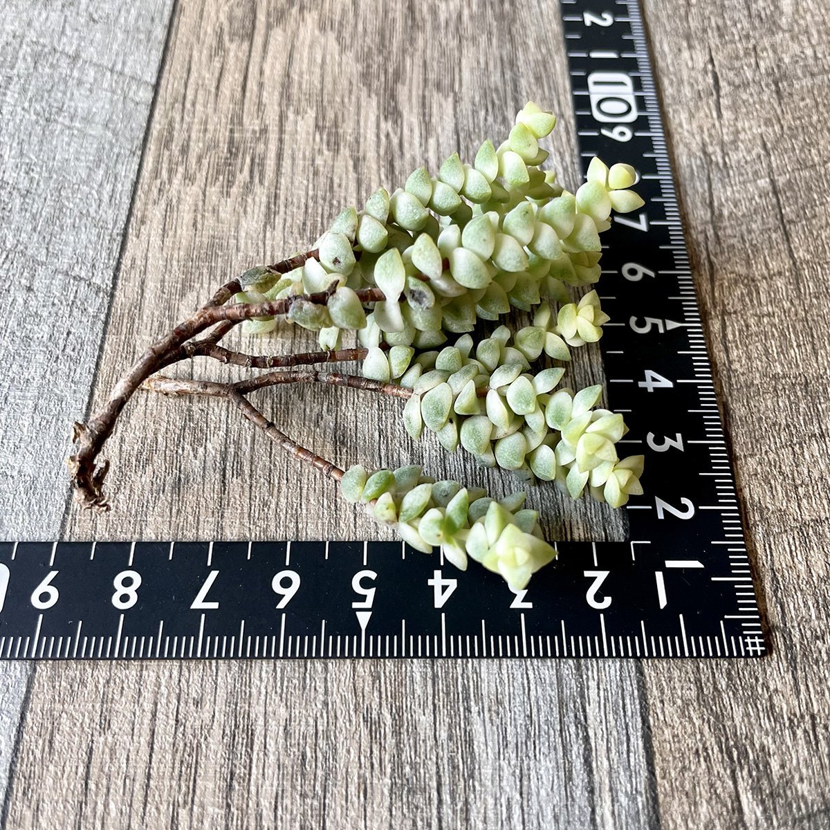 ヒソン金(パステル)Crassula-Heesun-Variegated - 多肉植物の通販 tawawa