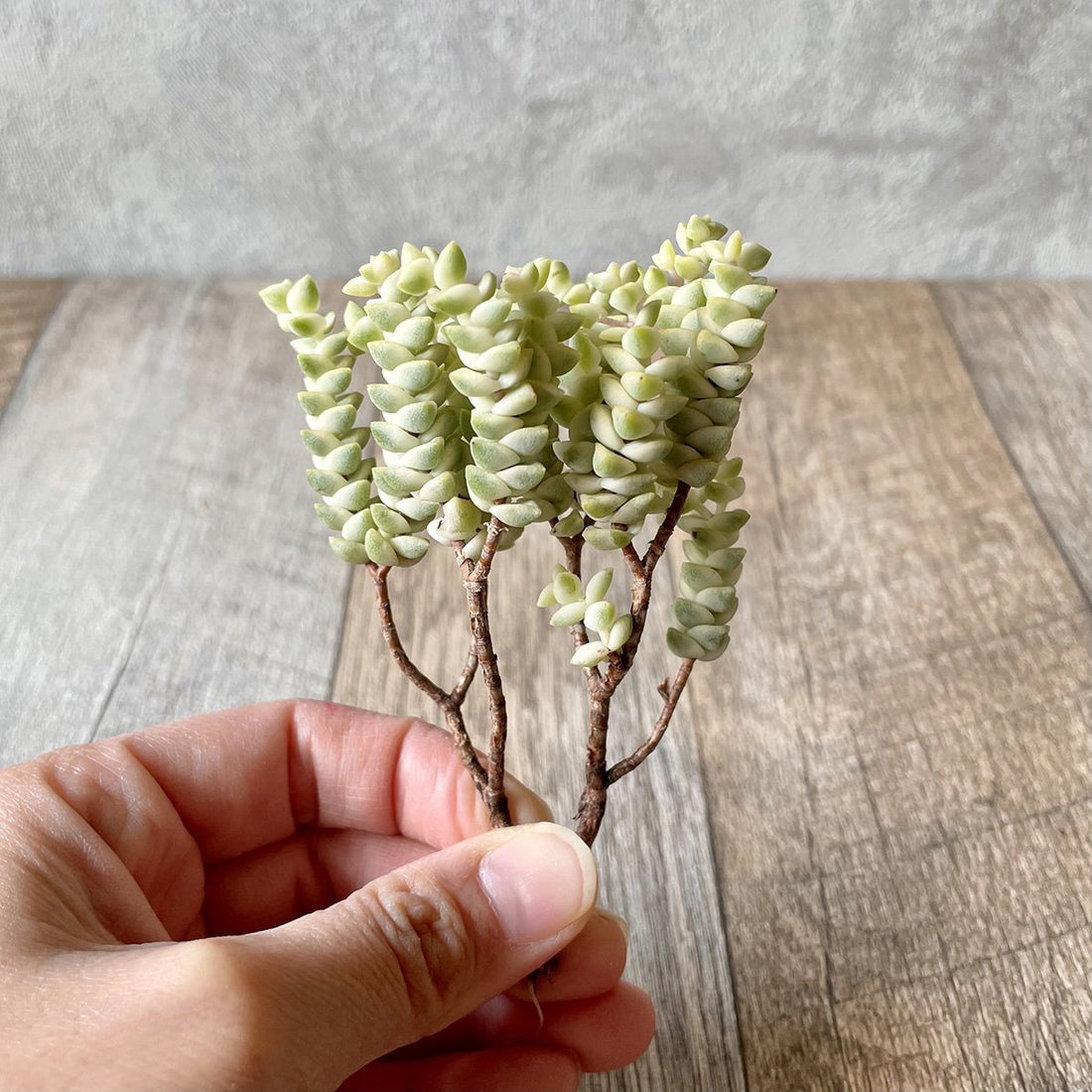 ヒソン金(パステル)Crassula-Heesun-Variegated - 多肉植物の通販 tawawa