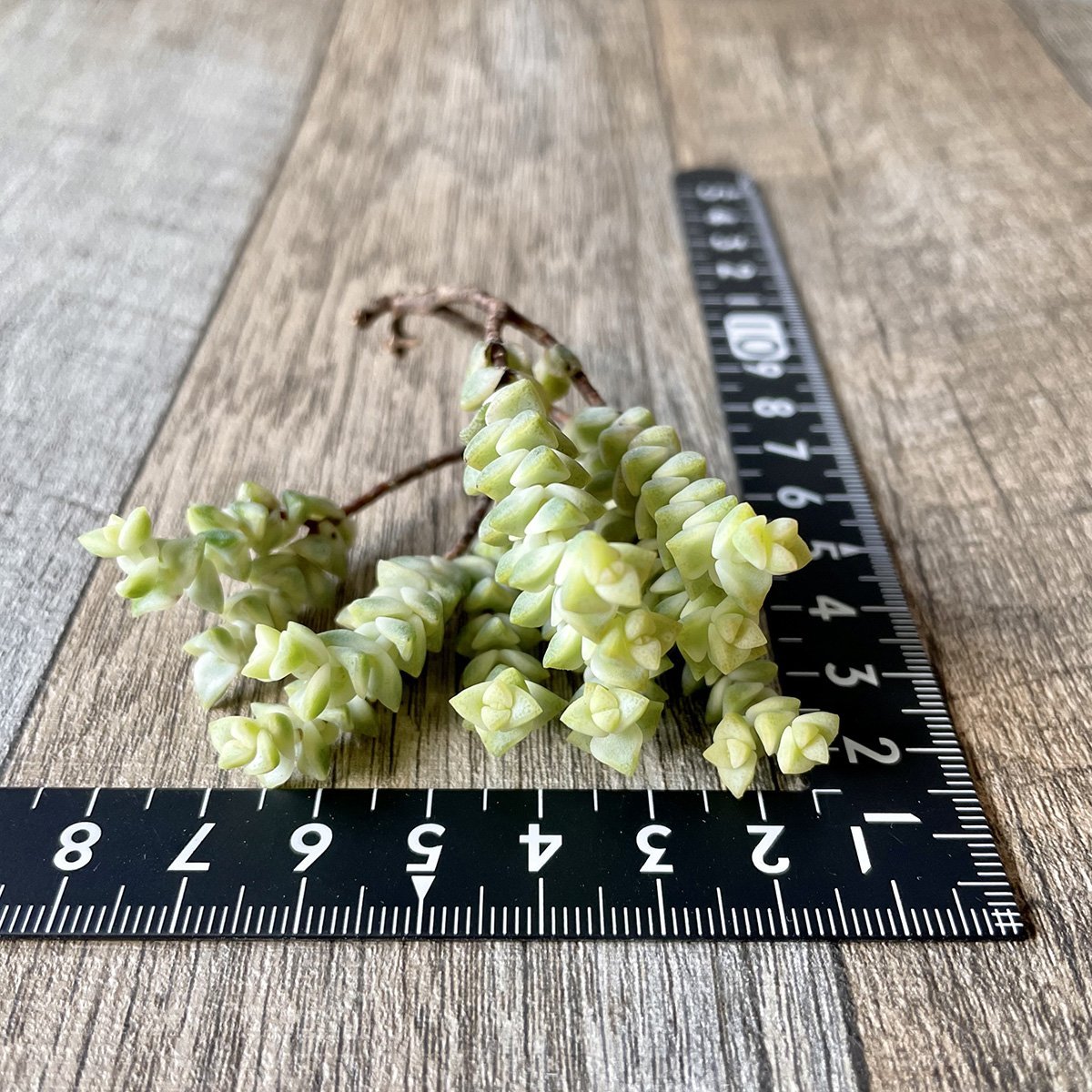 ヒソン金(パステル)Crassula-Heesun-Variegated - 多肉植物の通販 tawawa