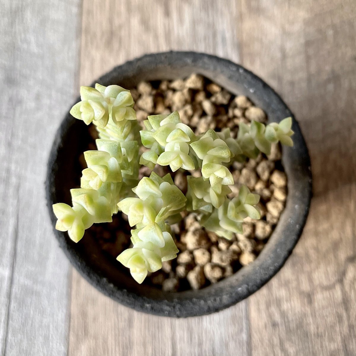 ヒソン金(パステル)Crassula-Heesun-Variegated - 多肉植物の通販 tawawa