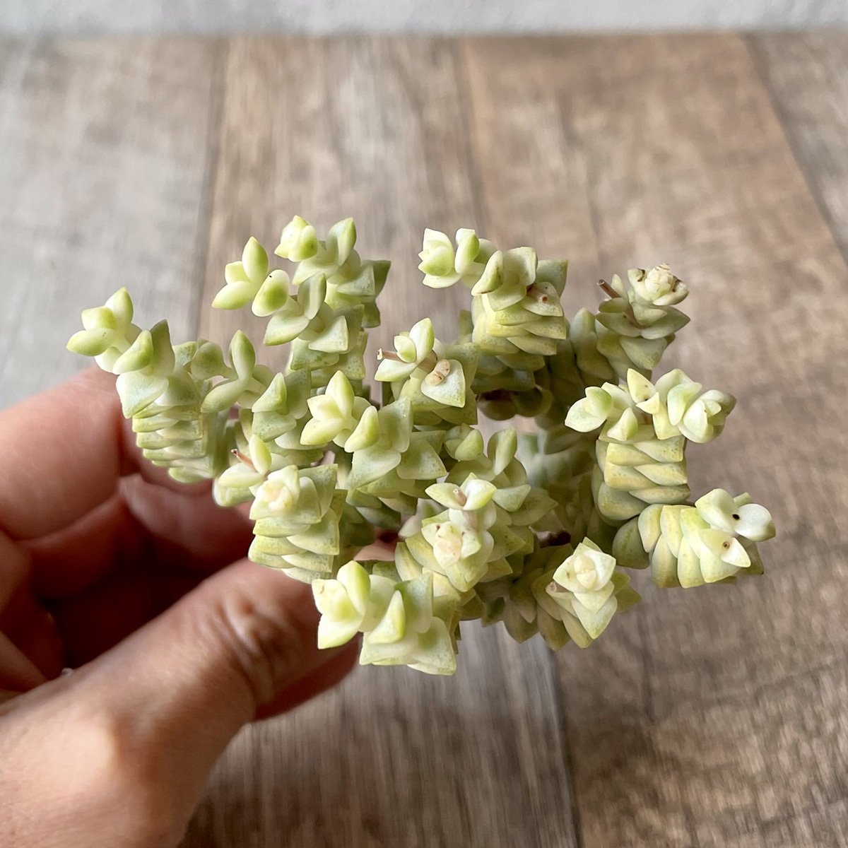 ヒソン金(パステル)Crassula-Heesun-Variegated - 多肉植物の通販 tawawa