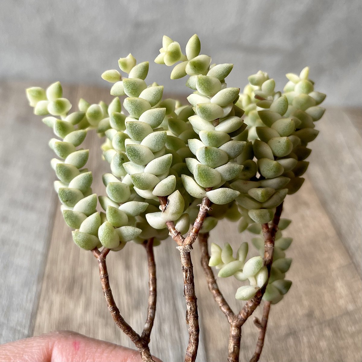 ヒソン金(パステル)Crassula-Heesun-Variegated - 多肉植物の通販 tawawa