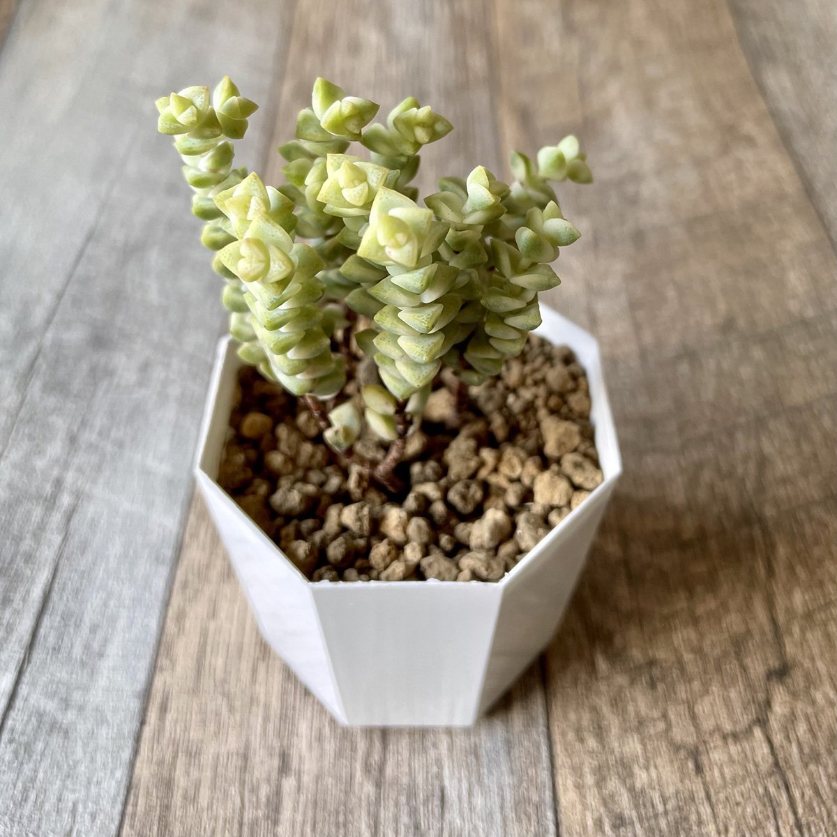 ヒソン金(パステル)Crassula-Heesun-Variegated - 多肉植物の通販 tawawa