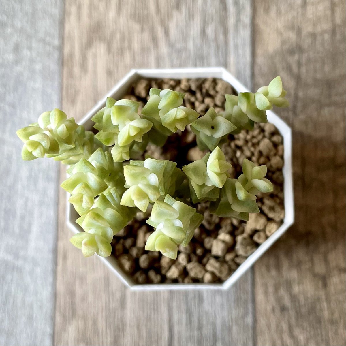 ヒソン金(パステル)Crassula-Heesun-Variegated - 多肉植物の通販 tawawa