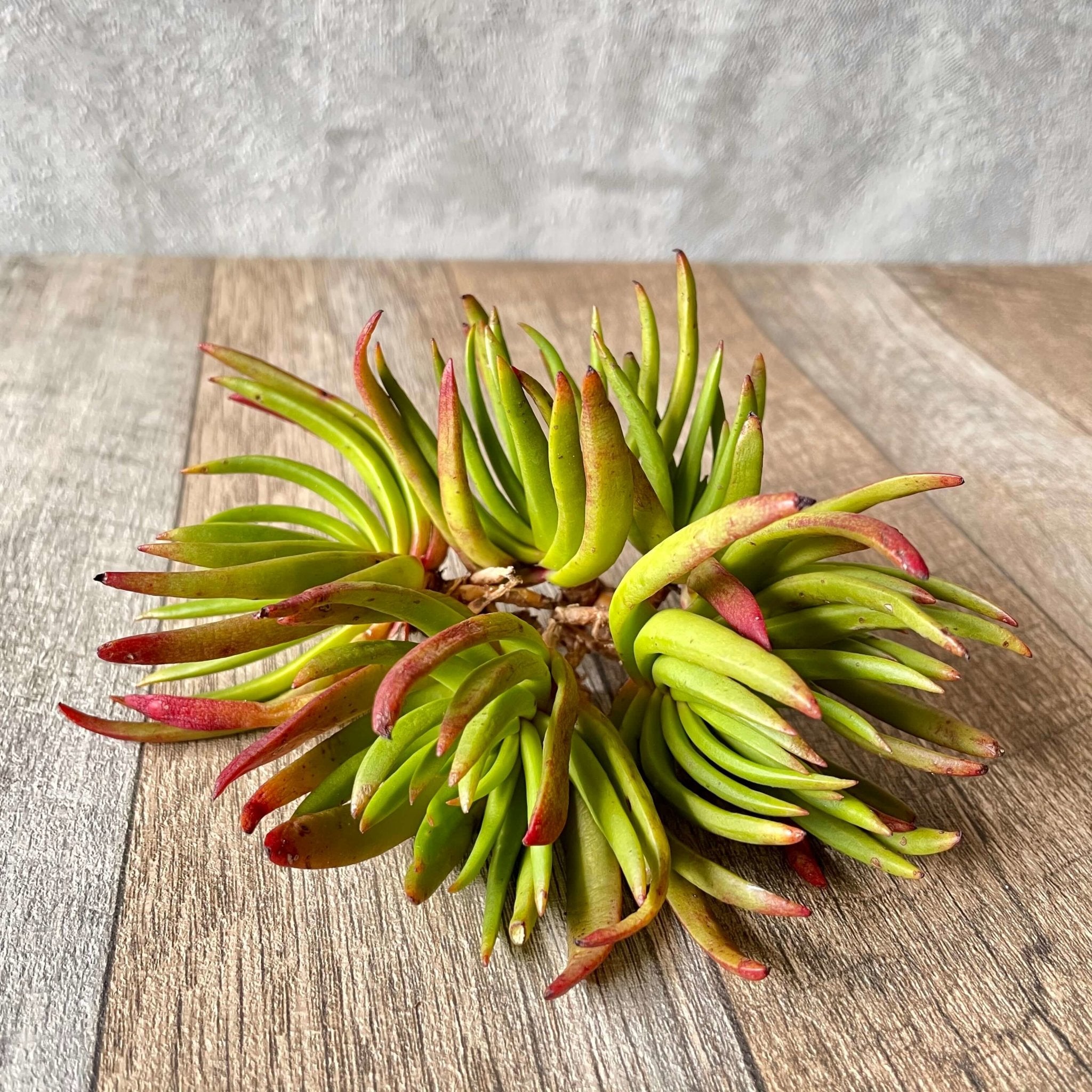 devil's horn succulent Devil's Horn – 多肉植物の通販・販売サイト tawawa