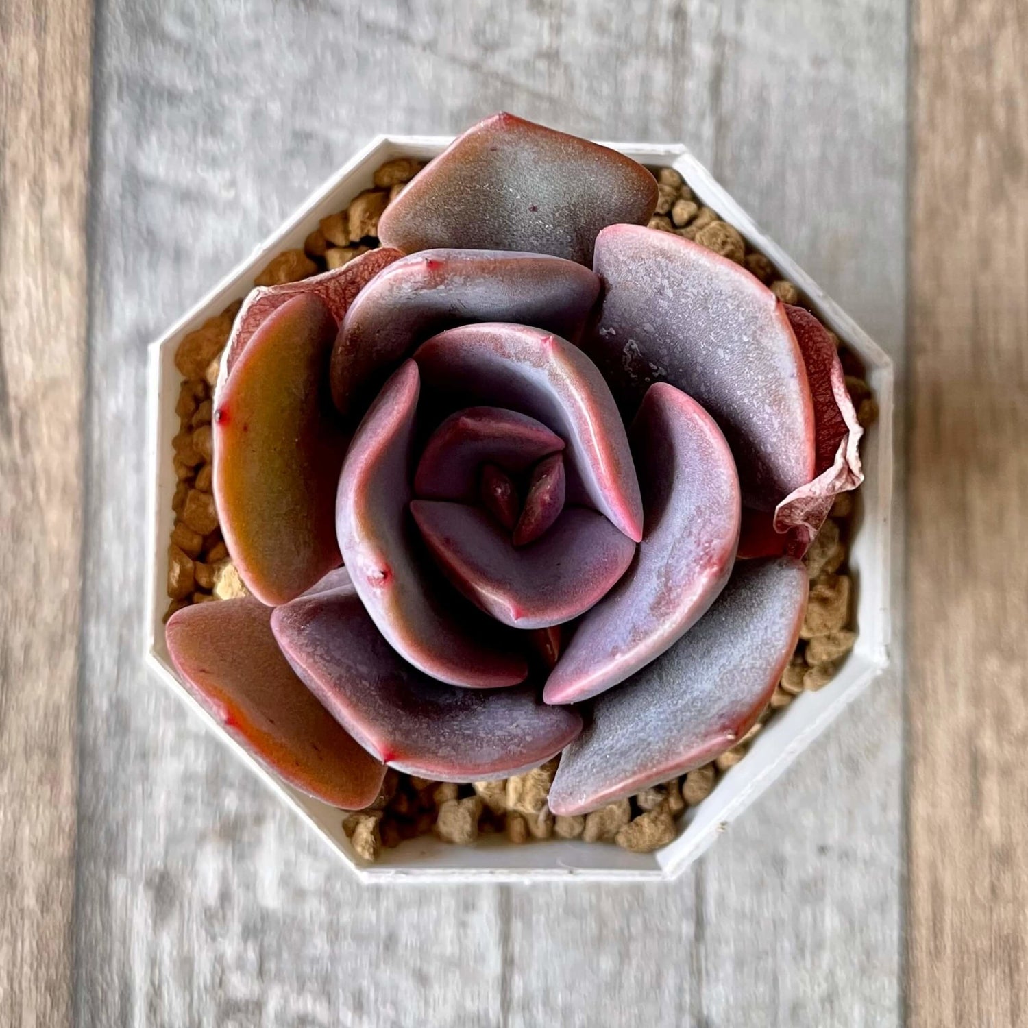 ダスティーローズ Dusty Rose - 多肉植物の通販 tawawa