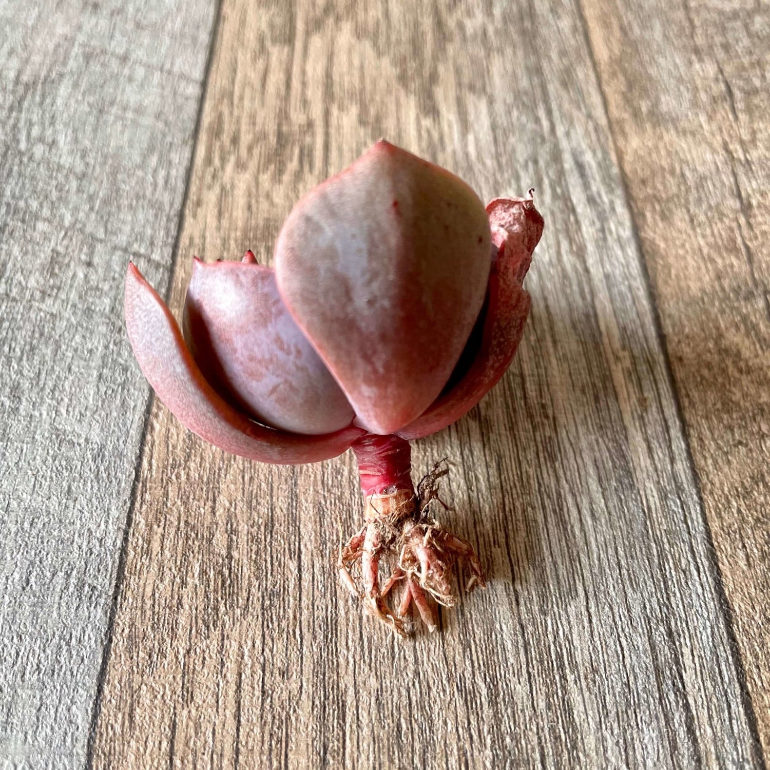 ダスティーローズ Dusty Rose - 多肉植物の通販 tawawa