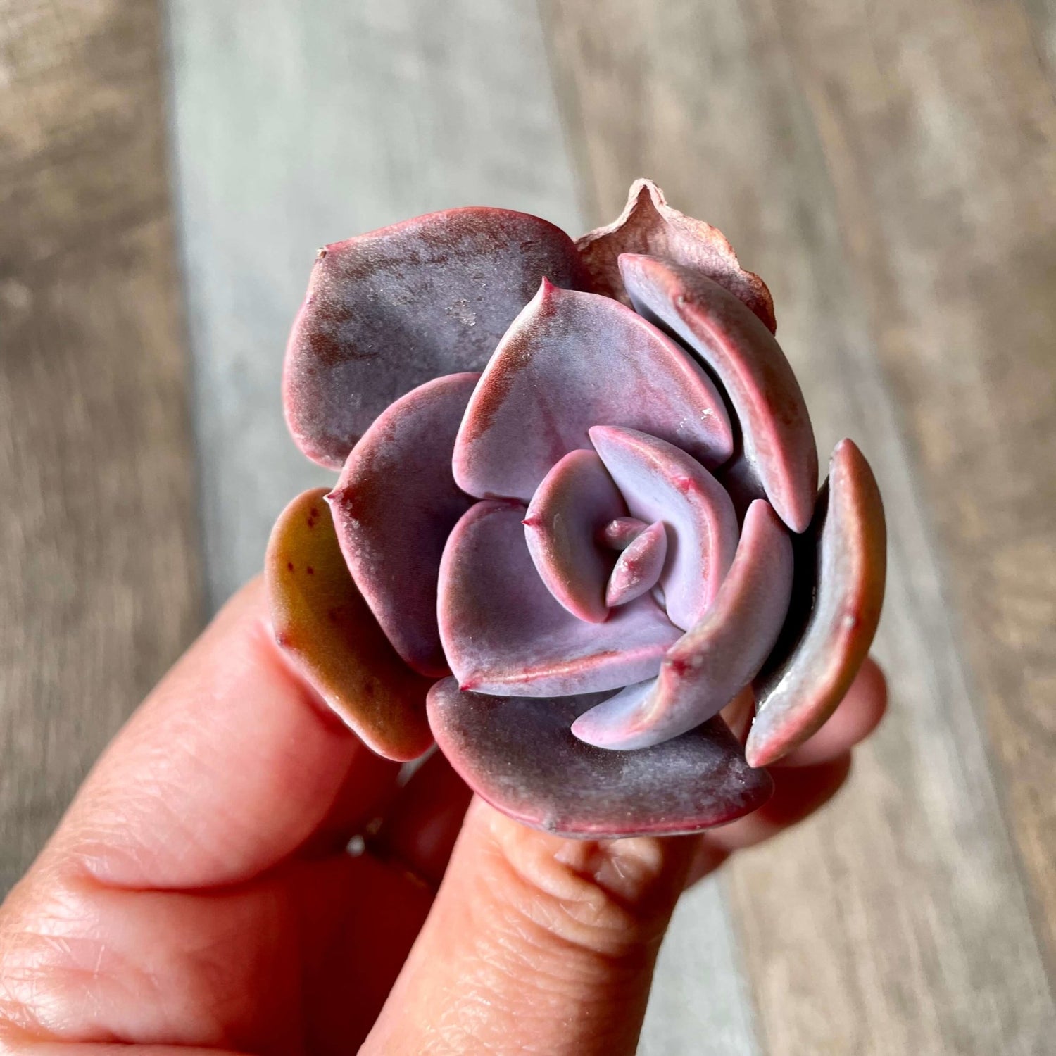 ダスティーローズ Dusty Rose - 多肉植物の通販 tawawa