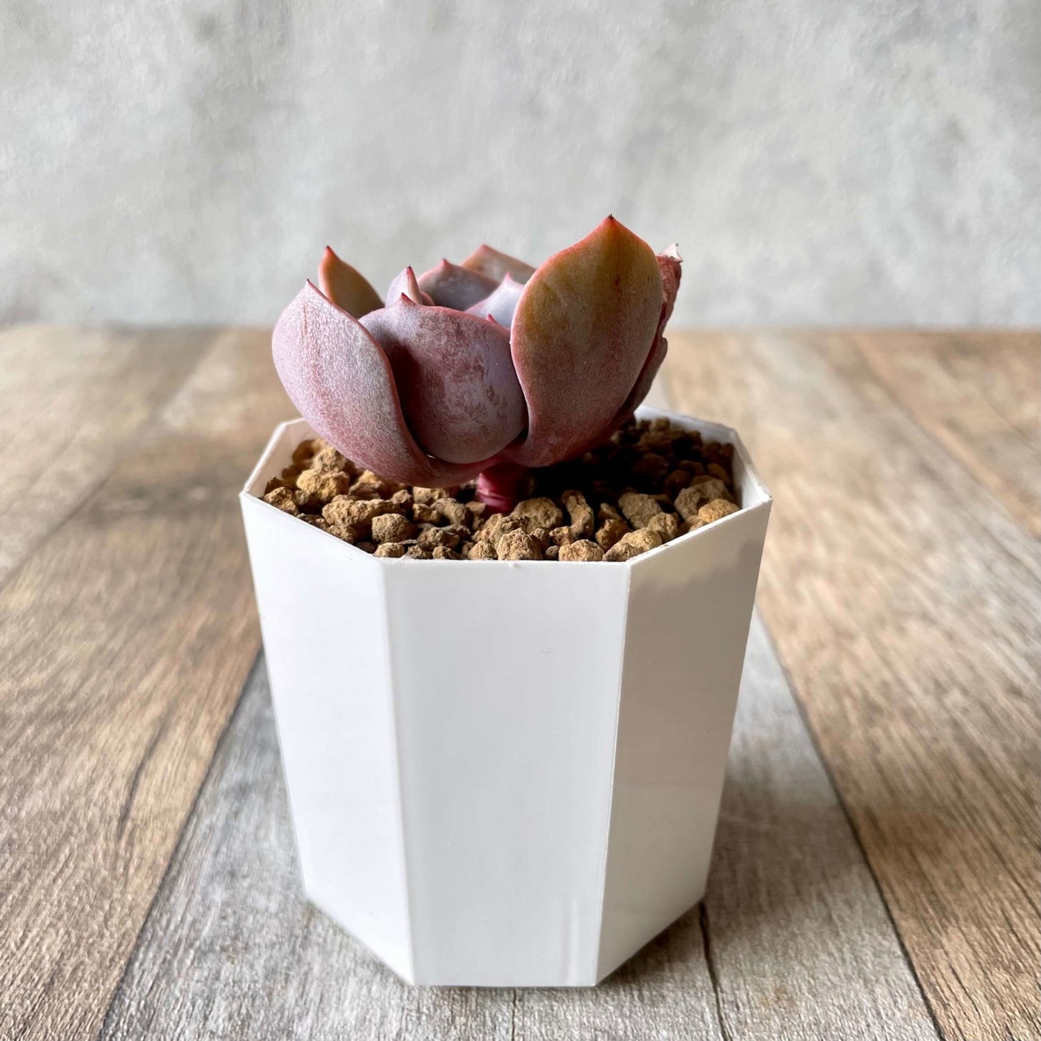 ダスティーローズ Dusty Rose - 多肉植物の通販 tawawa