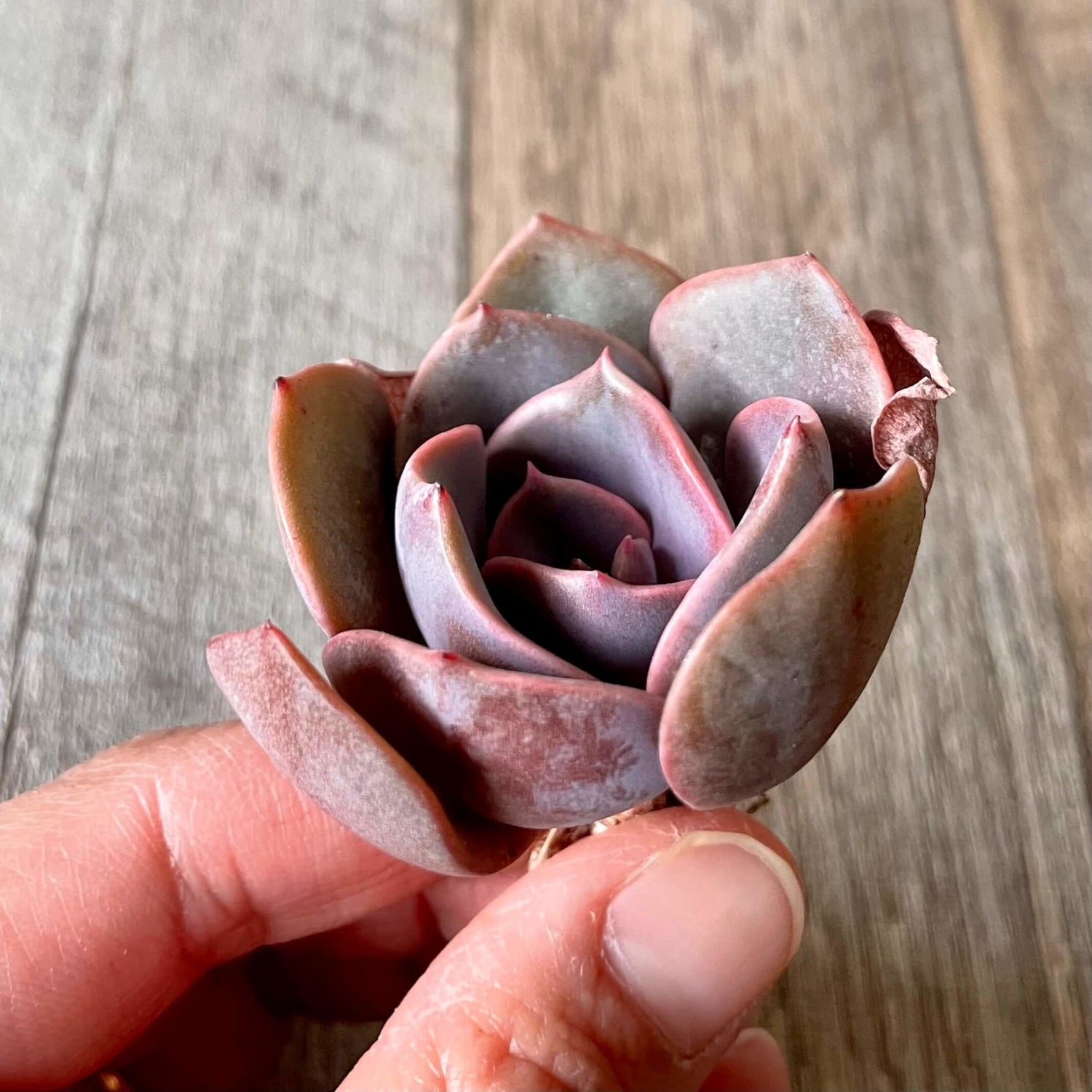 ダスティーローズ Dusty Rose - 多肉植物の通販 tawawa