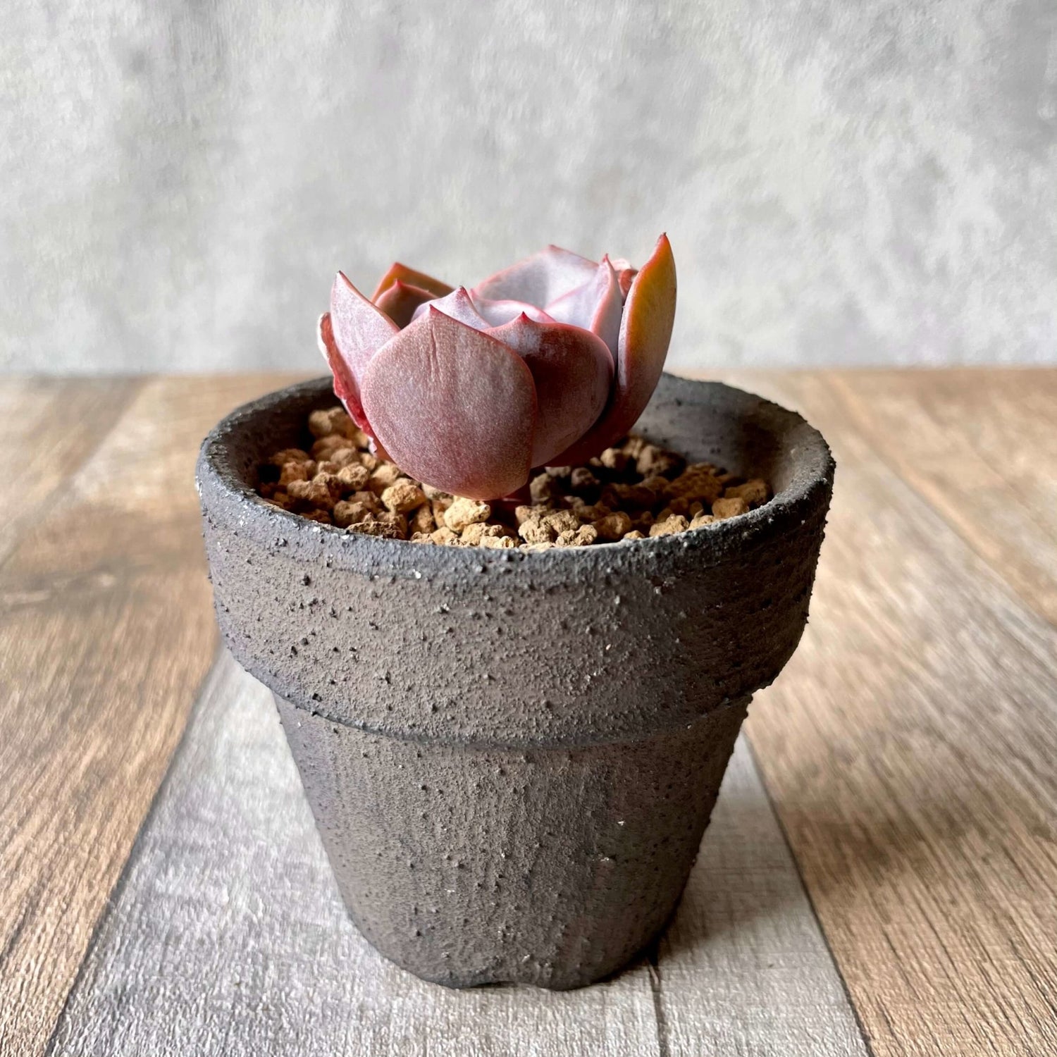 ダスティーローズ Dusty Rose - 多肉植物の通販 tawawa