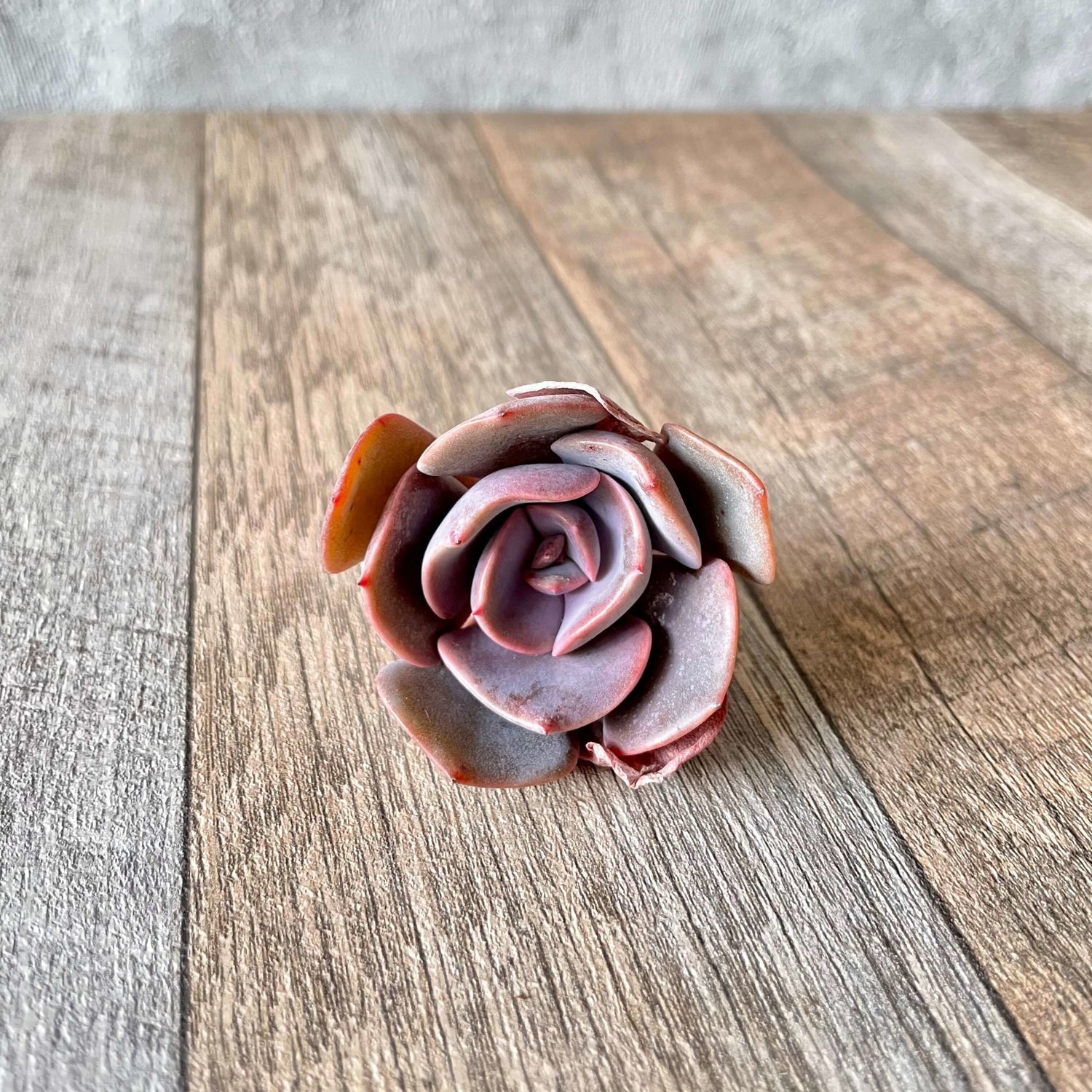 ダスティーローズ Dusty Rose - 多肉植物の通販 tawawa