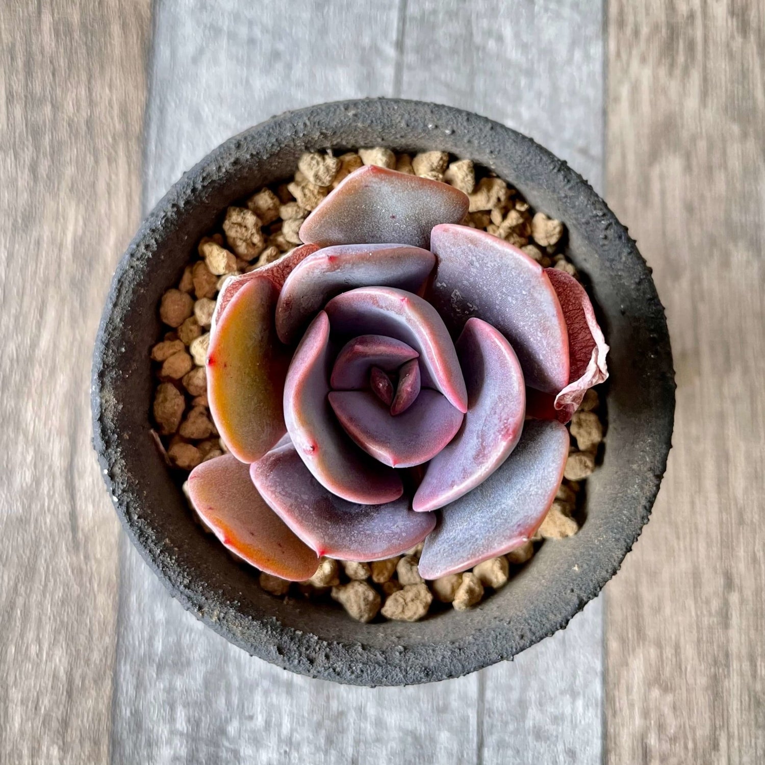 ダスティーローズ Dusty Rose - 多肉植物の通販 tawawa