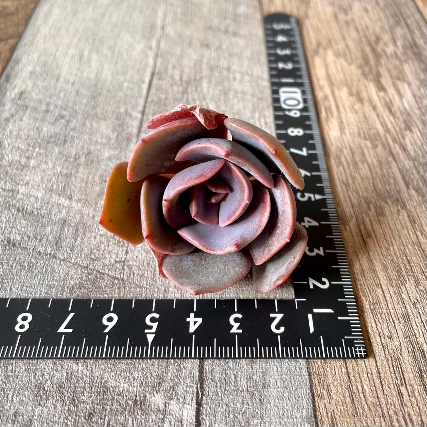 ダスティーローズ Dusty Rose - 多肉植物の通販 tawawa