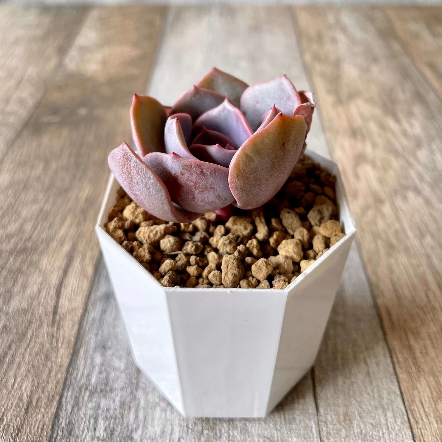 ダスティーローズ Dusty Rose - 多肉植物の通販 tawawa