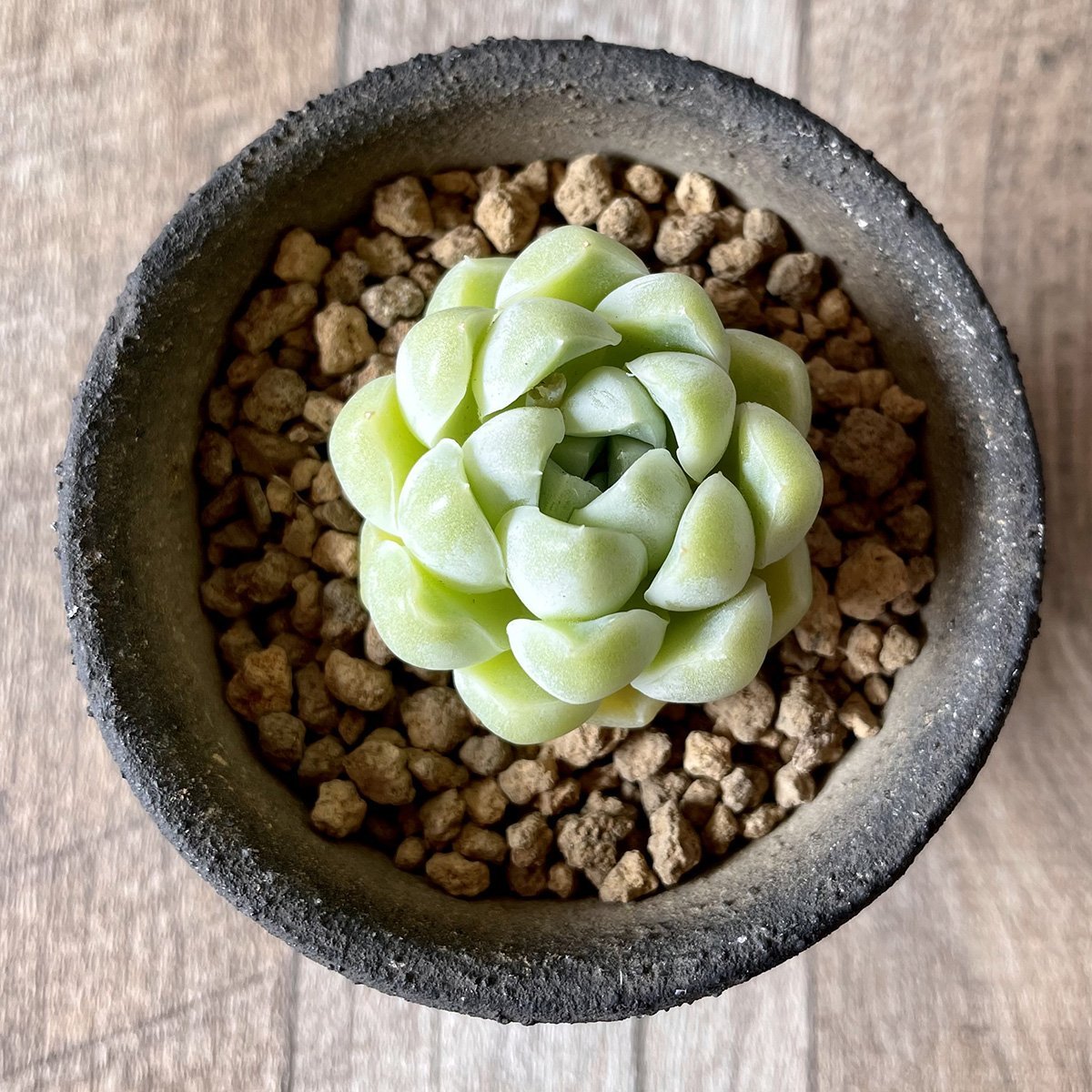 エレガンス elegans - 多肉植物の通販・販売サイト tawawa