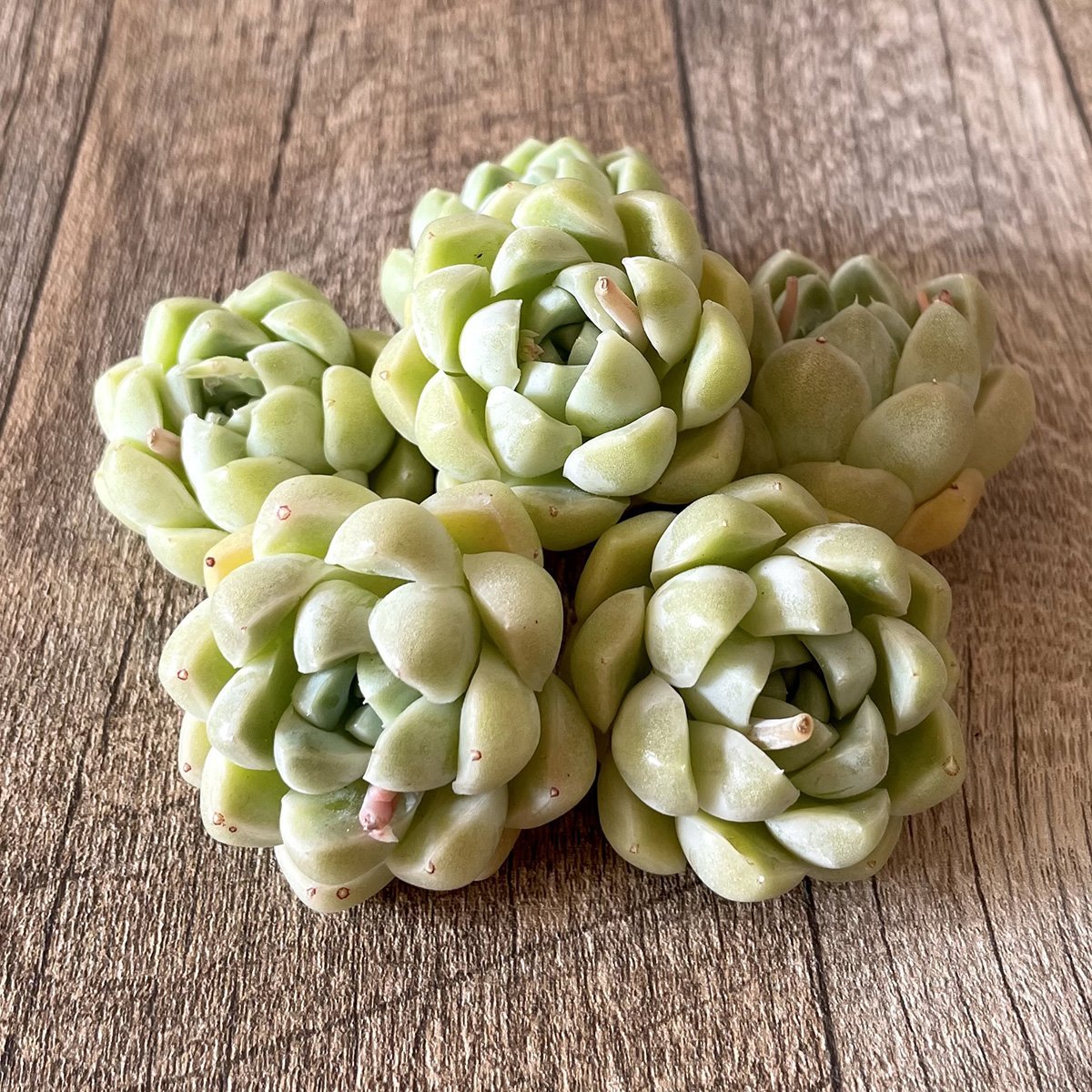 エレガンス elegans - 多肉植物の通販・販売サイト tawawa