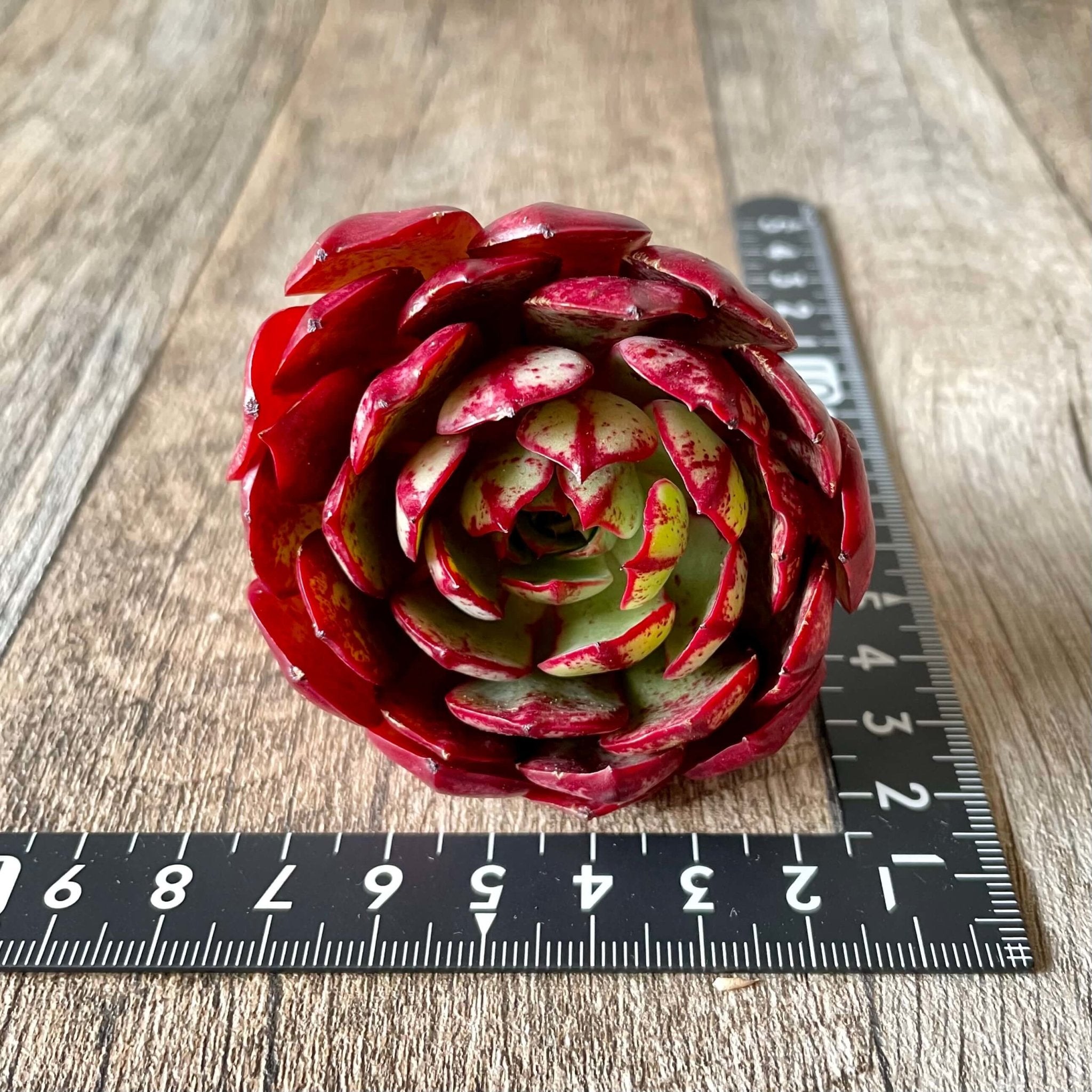 エルシャ Elsha - 多肉植物の通販 tawawa