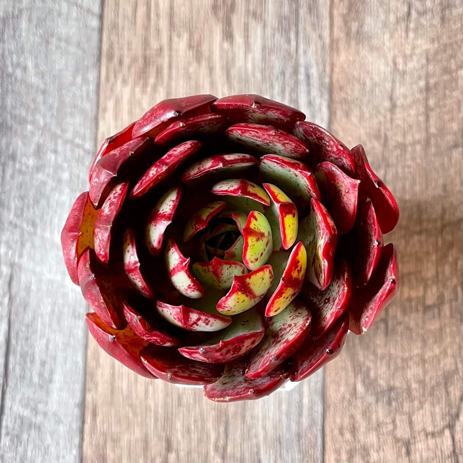 エルシャ Elsha - 多肉植物の通販 tawawa