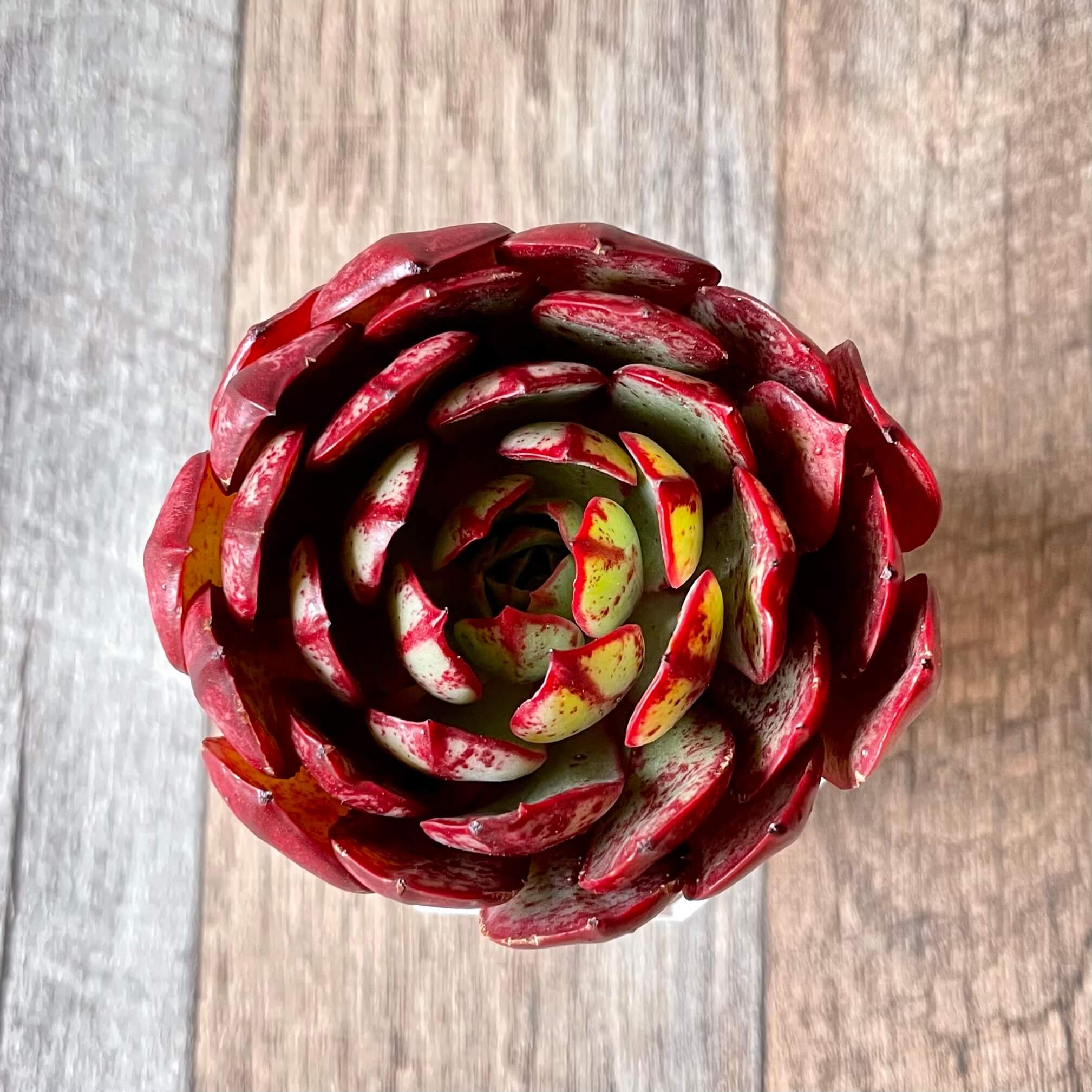 エルシャ Elsha - 多肉植物の通販 tawawa