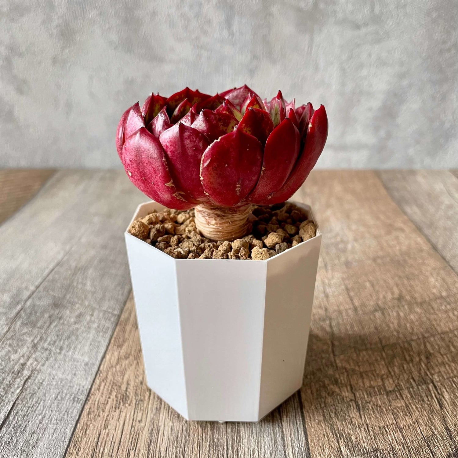 エルシャ Elsha - 多肉植物の通販 tawawa