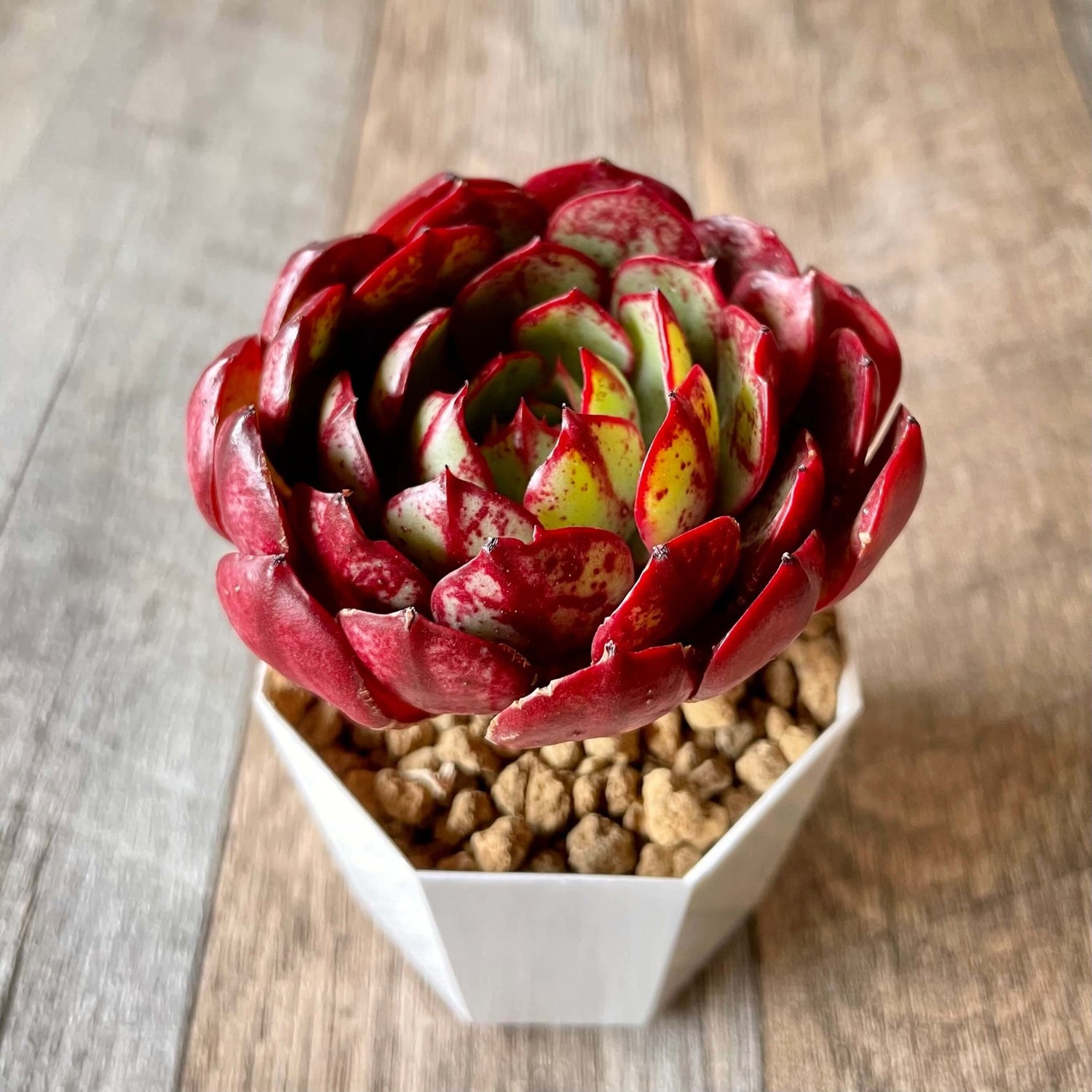 エルシャ Elsha - 多肉植物の通販 tawawa