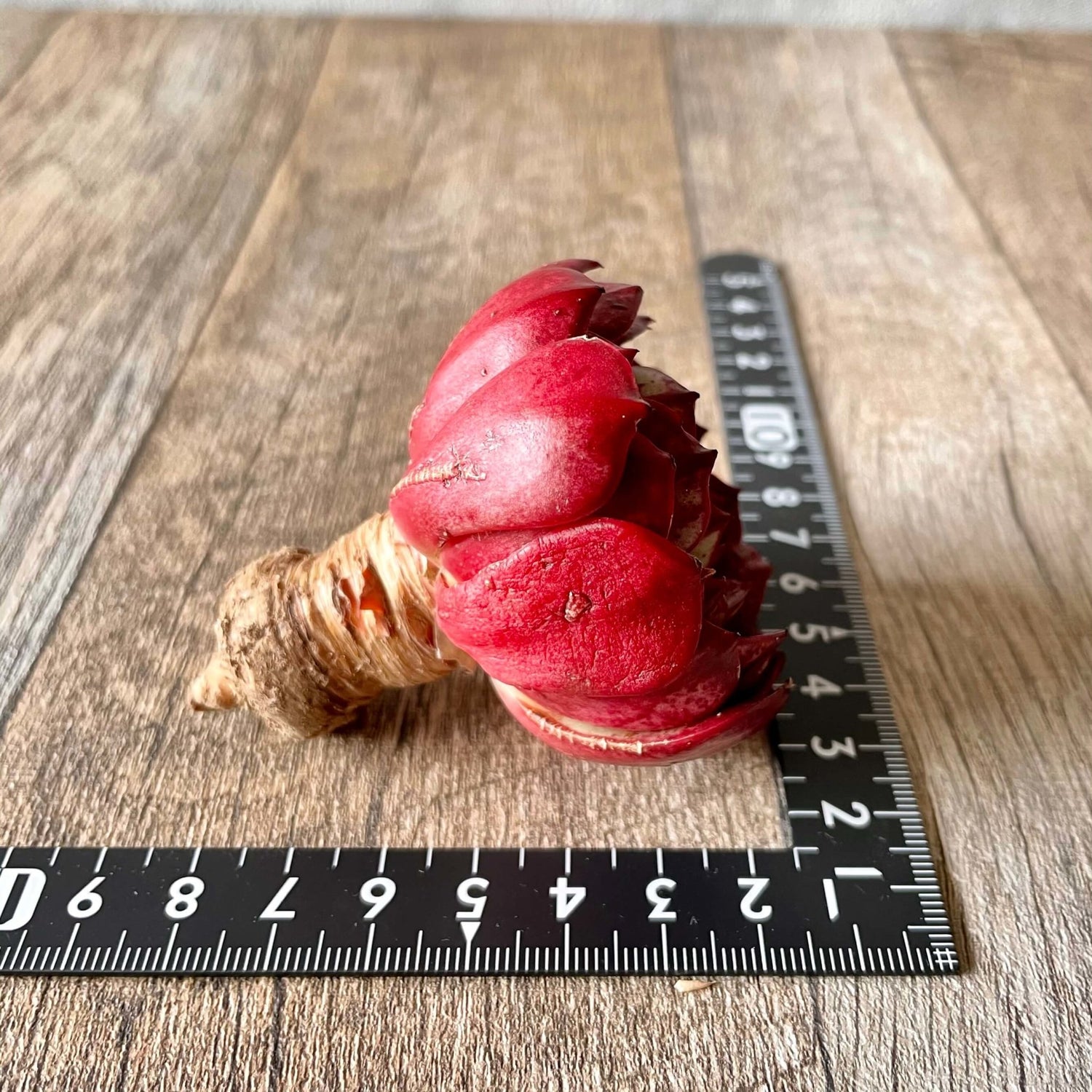 エルシャ Elsha - 多肉植物の通販 tawawa