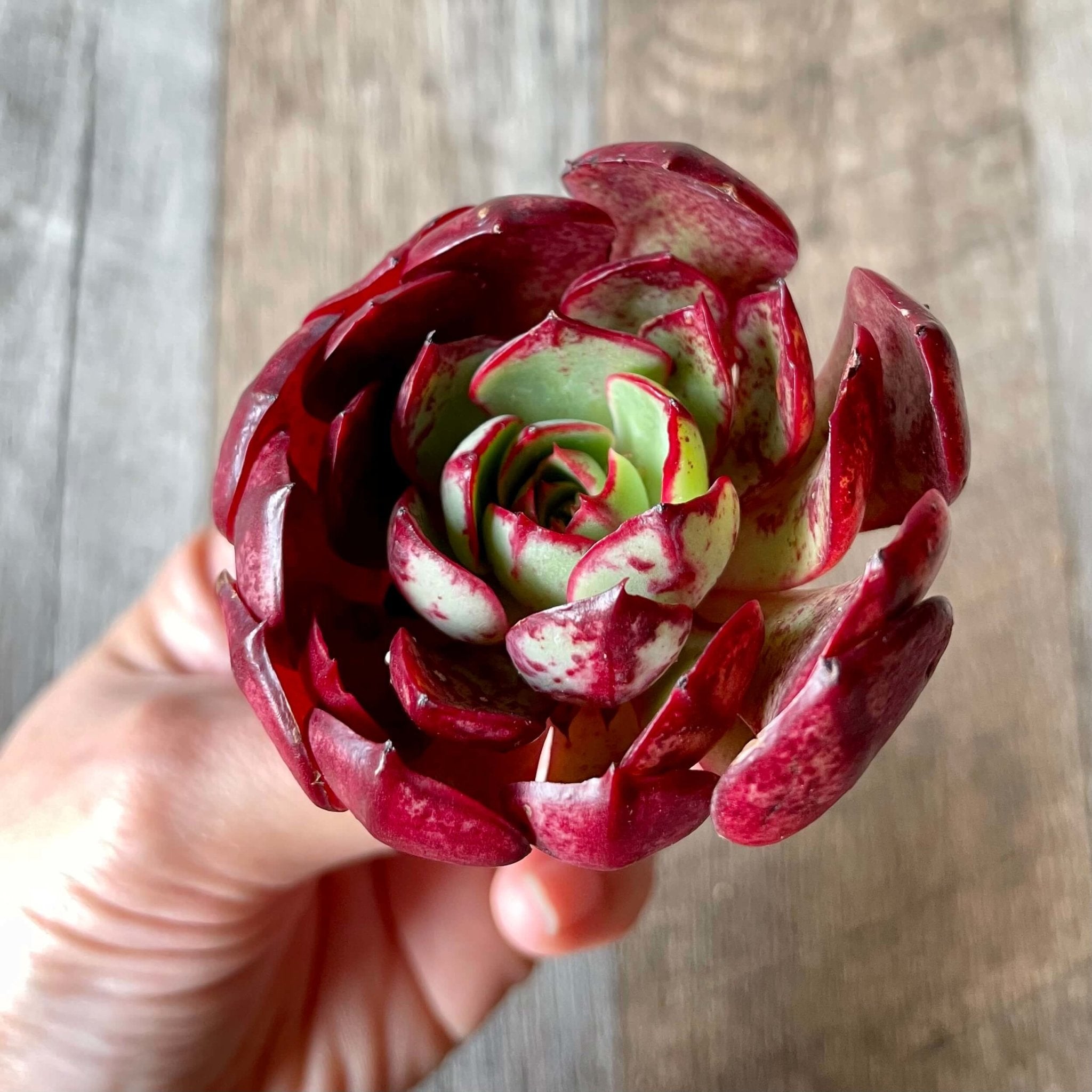 エルシャ Elsha - 多肉植物の通販 tawawa