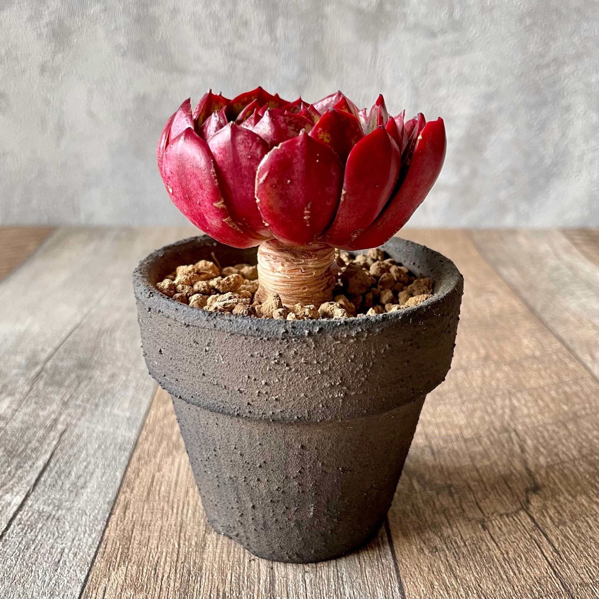 エルシャ Elsha - 多肉植物の通販 tawawa