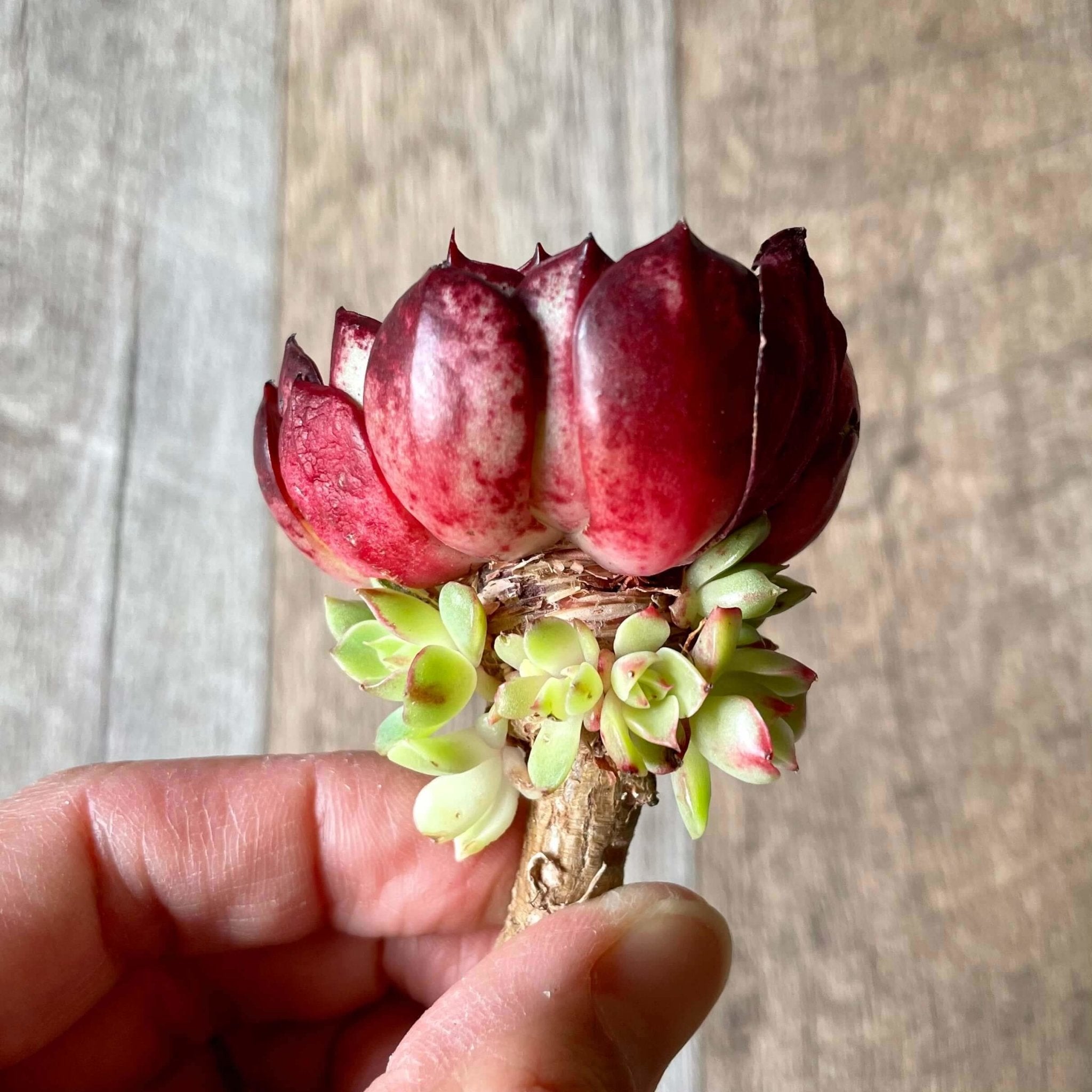 エルシャ Elsha - 多肉植物の通販 tawawa