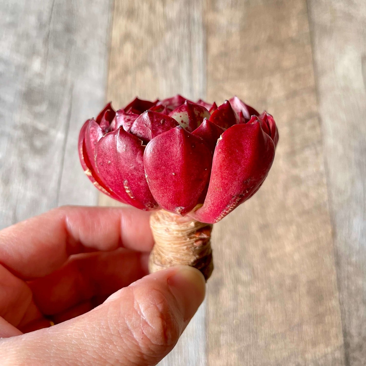 エルシャ Elsha - 多肉植物の通販 tawawa