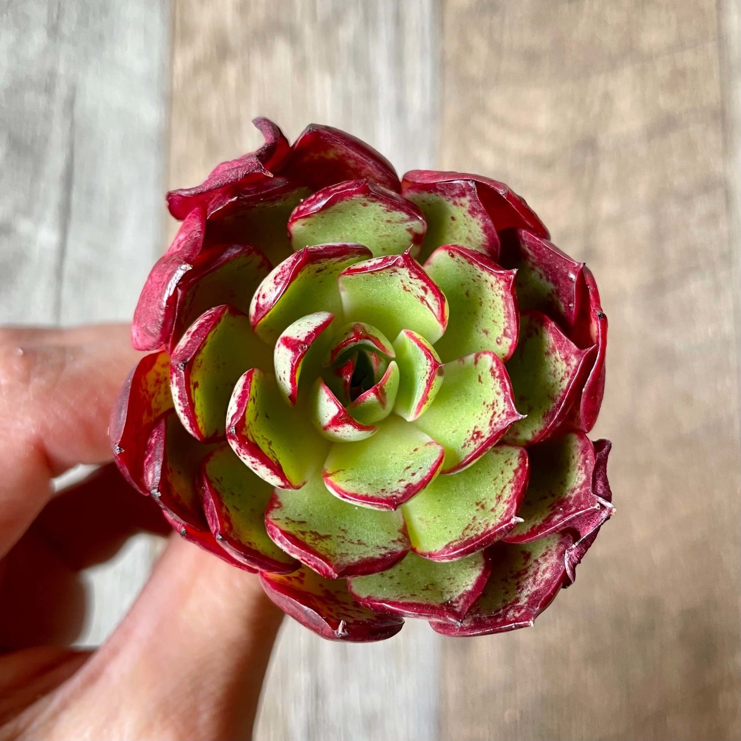 エルシャ Elsha - 多肉植物の通販 tawawa